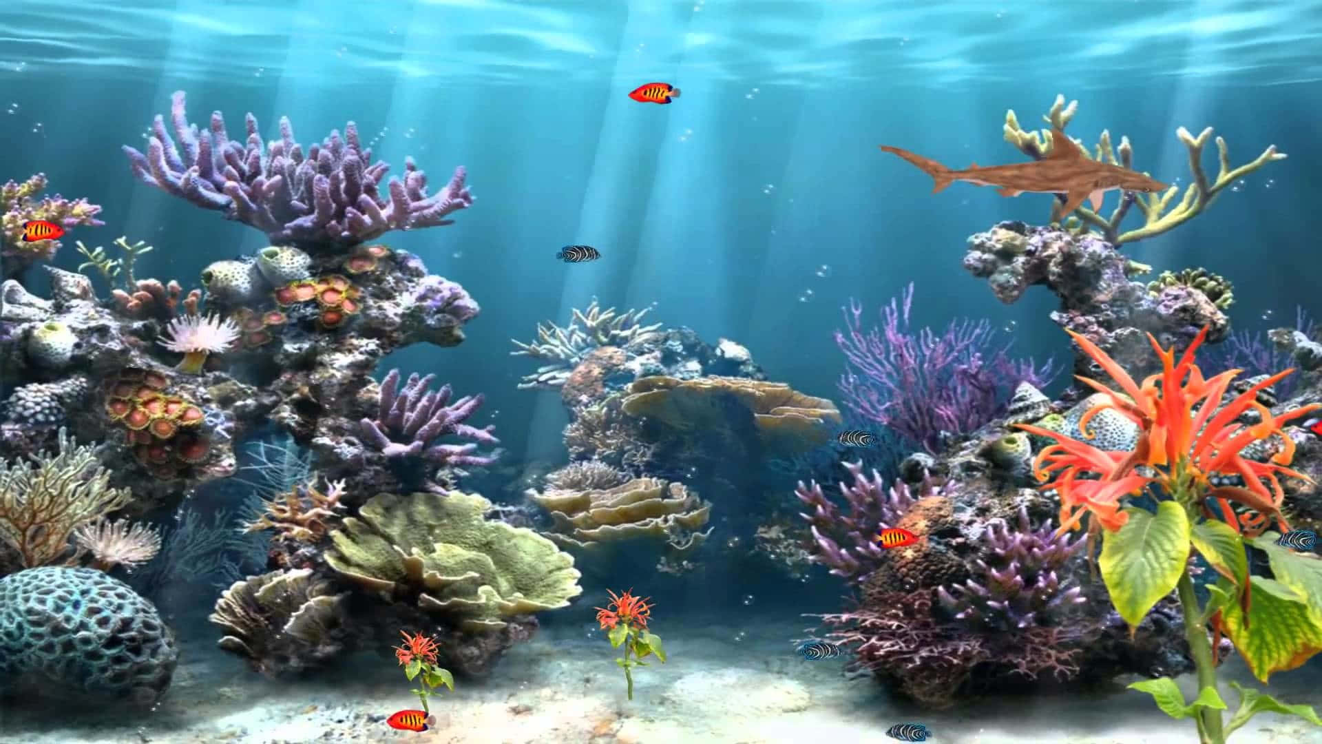 coral 桌布 壁紙 — 陽光穿過碧綠海水，照亮了充滿活力的珊瑚礁和色彩繽紛的魚群，在沙質海底附近游動。
