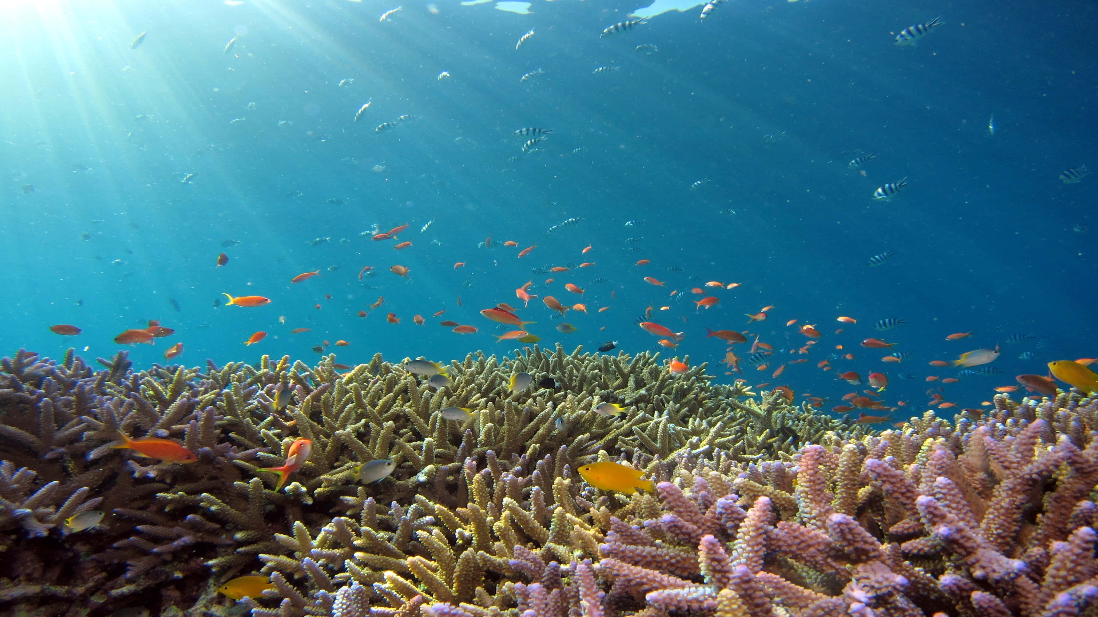 4K Fish 桌布 壁紙 — 陽光穿過碧綠海水，照亮了充滿活力的珊瑚礁和色彩繽紛的魚群。