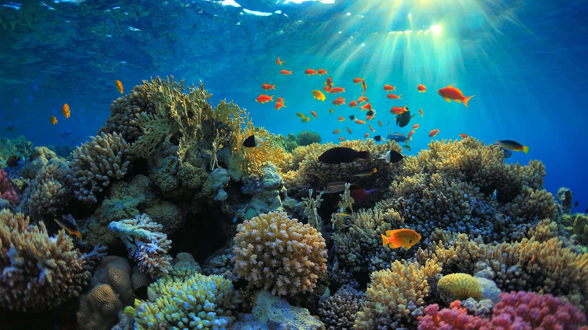 海洋 桌布 壁紙 — 陽光穿過碧綠海水，照亮了充滿色彩繽紛熱帶魚的 vibrant 珊瑚礁。