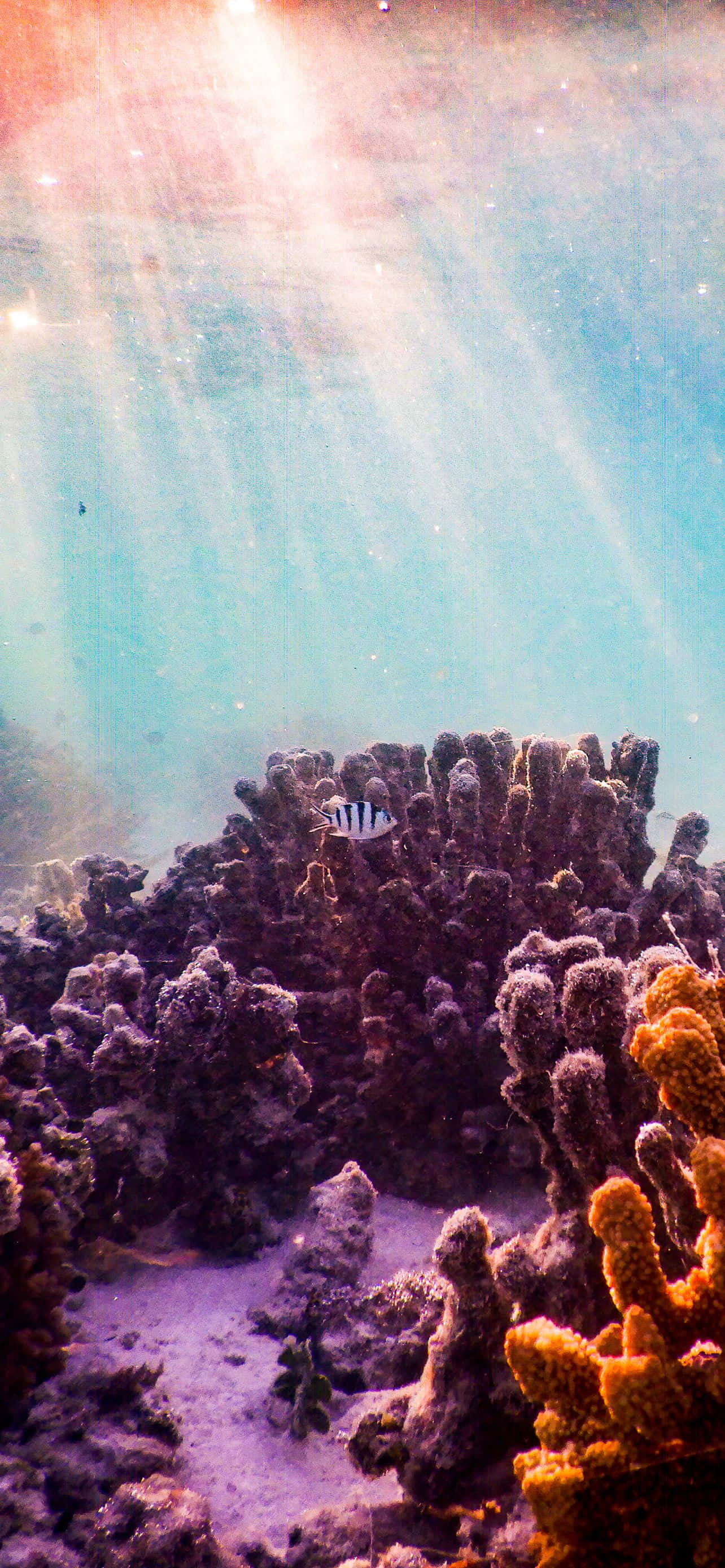 1284x2778 桌布 壁紙 — 陽光穿過碧綠海水，照亮了色彩繽紛的珊瑚群和一條在海底附近游動的條紋魚。