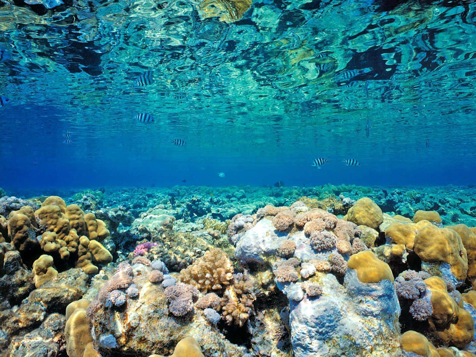 coral 桌布 壁紙 — 陽光穿過碧綠的海水，照亮了生機勃勃的珊瑚礁和下方游動的條紋魚。