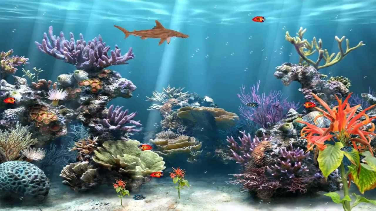 桌布 壁紙 — 陽光穿過碧綠的海水，照亮了生機勃勃的珊瑚礁和游動的魚群，呈現出一幅熱鬧的海底景象。