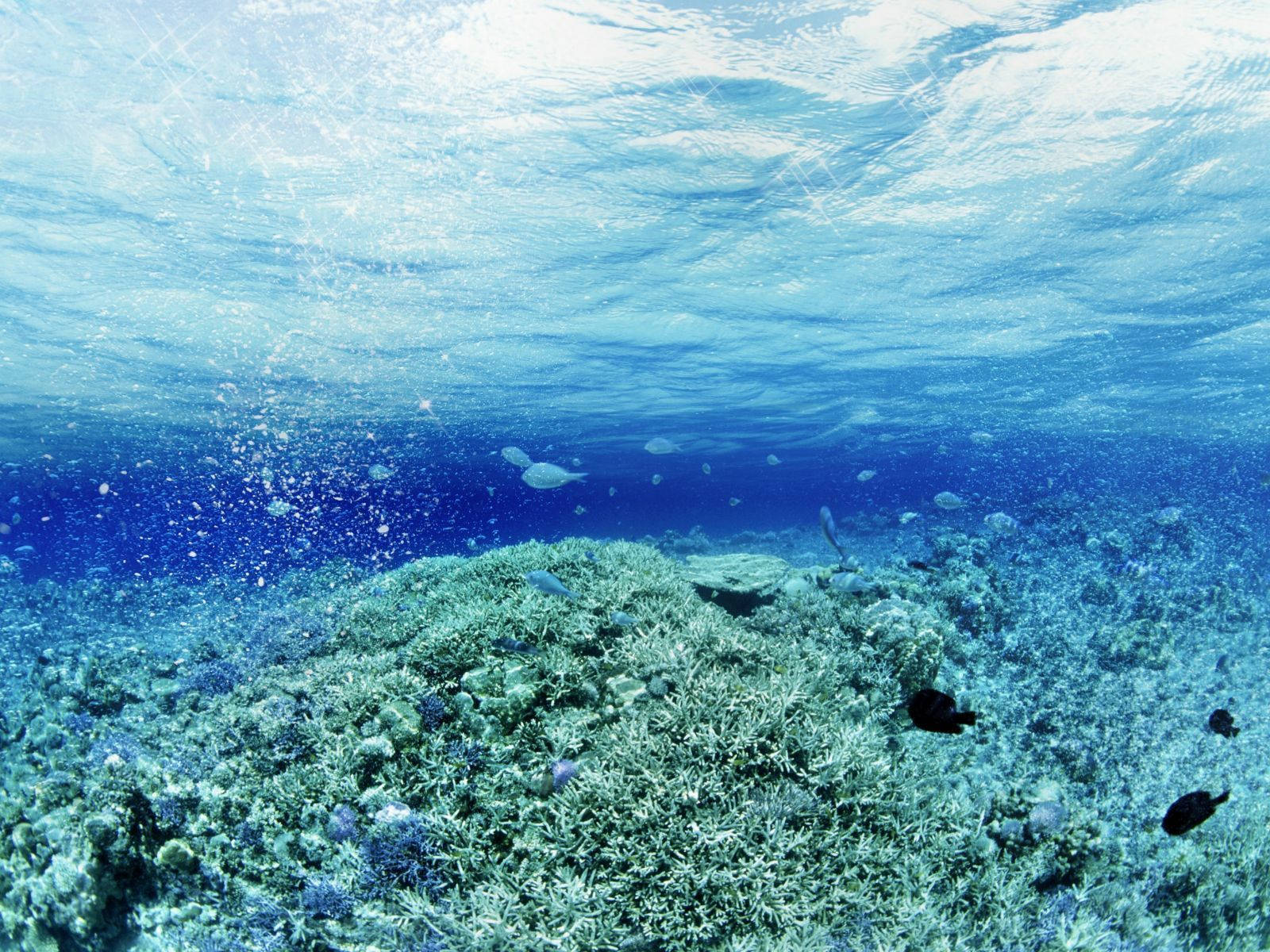 水下動畫 桌布 壁紙 — 陽光穿過碧綠的海水，照射在充滿小魚和柔和氣泡的 vibrant 珊瑚礁上。
