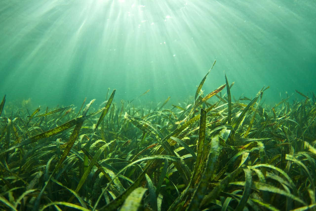 Sea Weed 桌布 壁紙 — 陽光穿過碧綠色的海水，照亮下方一片茂密搖曳的綠色海草床。