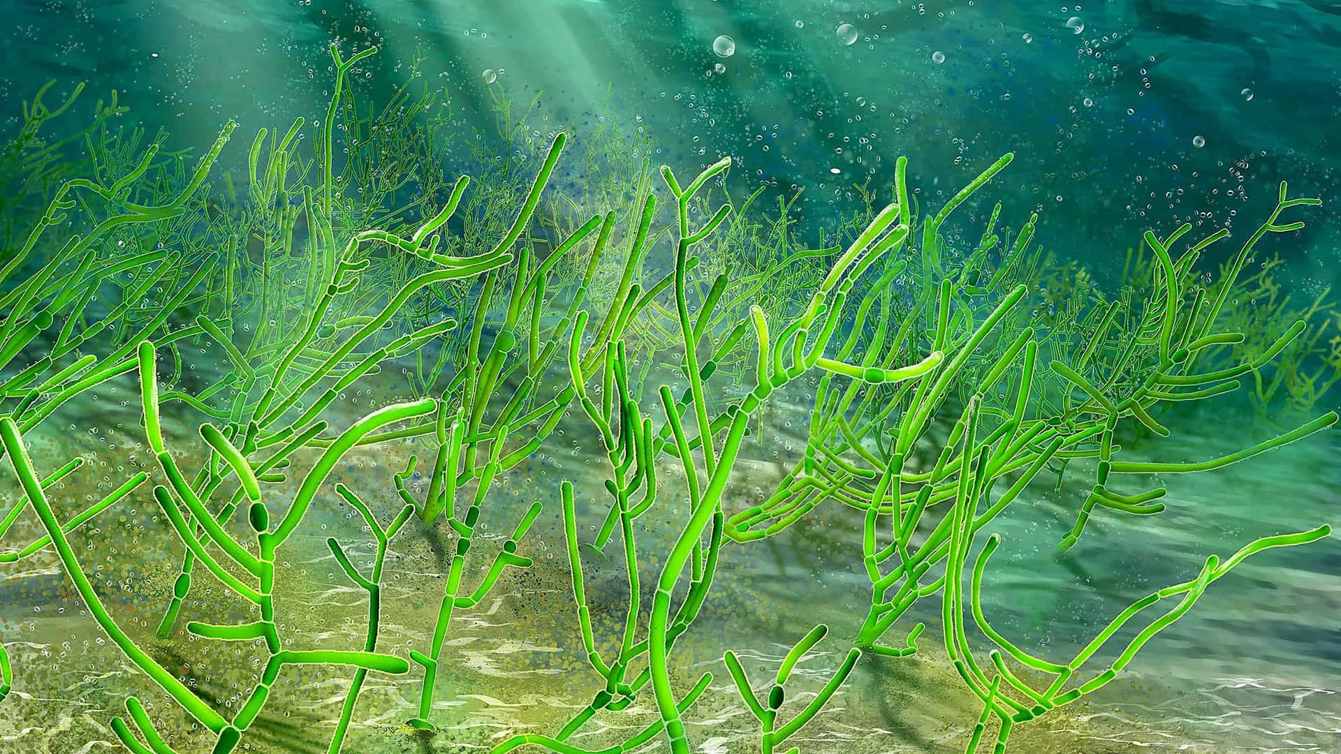 Sea Weed 桌布 壁紙 — 陽光穿過碧綠色的海水，照亮了在沙質海床上輕輕搖曳的鮮綠色海草。