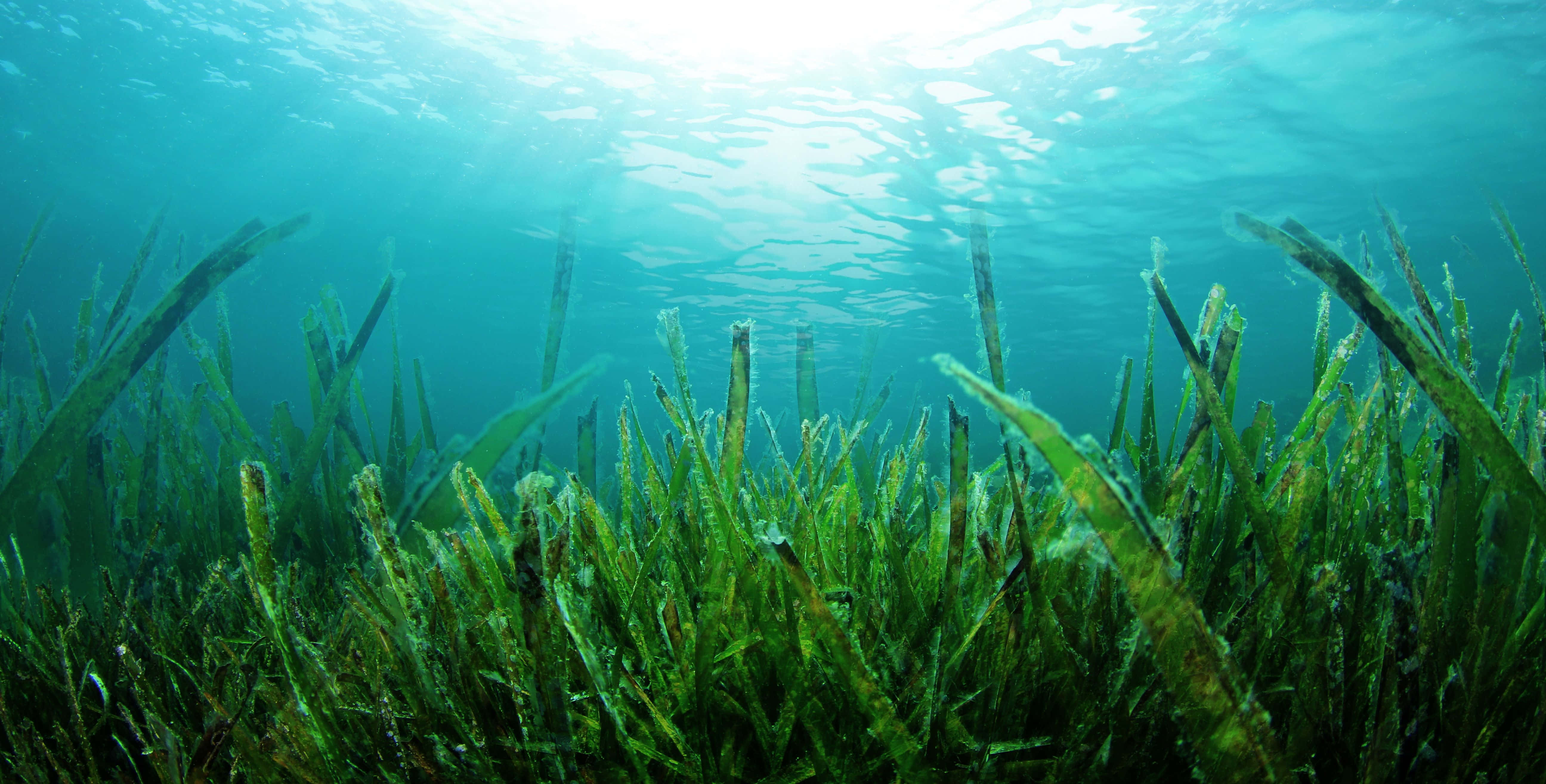 Sea Weed 桌布 壁紙 — 陽光穿過碧綠色的海水，照亮了寧靜海床上搖曳的綠色海草葉片。