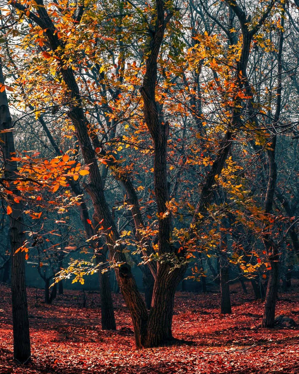 Nature Fall 桌布 壁紙 — 陽光穿過秋天的樹木，在寂靜的森林中將金色的光線投射在紅葉地毯上。