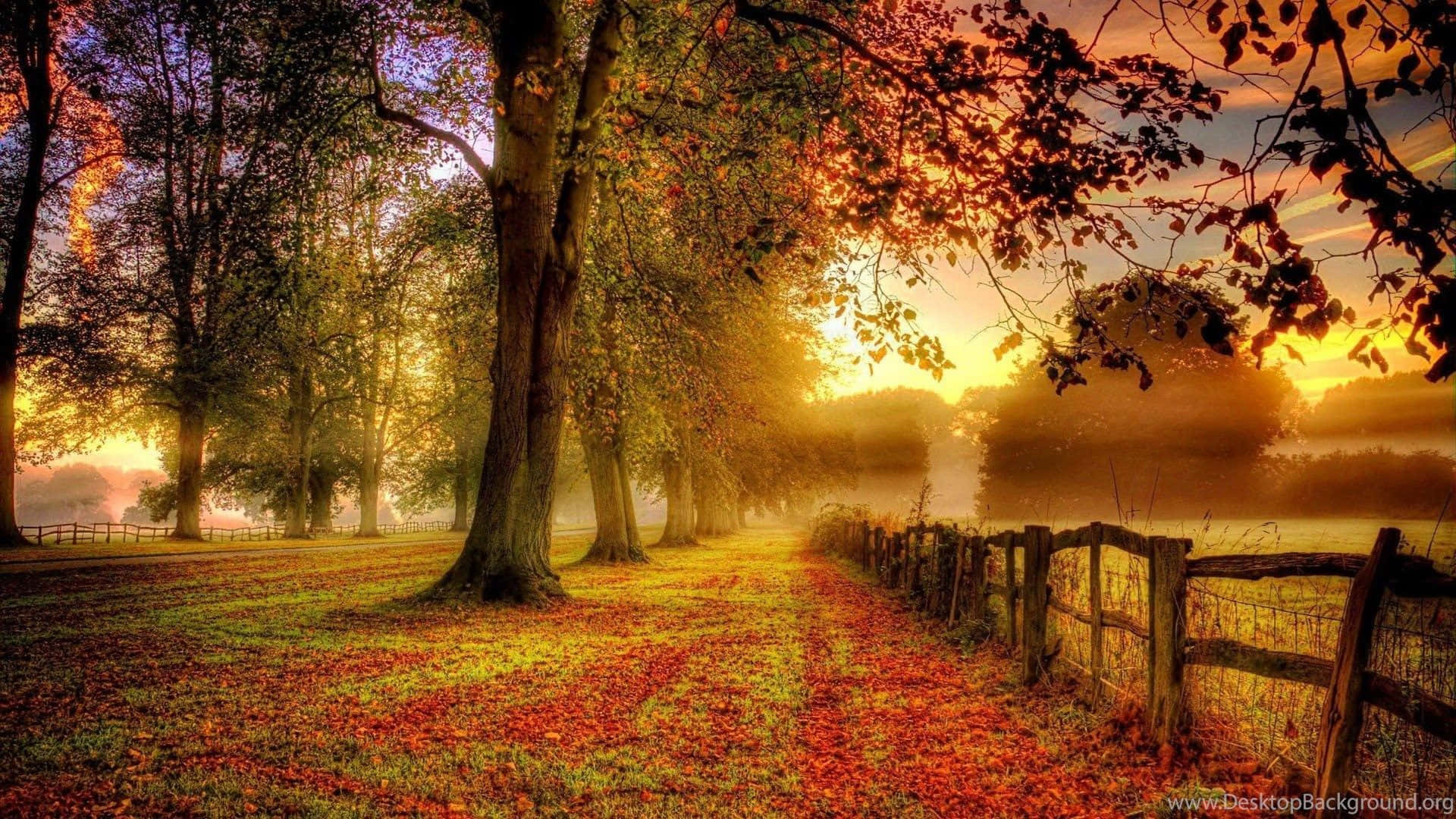Autumn Fall 桌布 壁紙 — 陽光穿過秋天的樹木，在霧氣瀰漫的田野上投下金色的光芒，田野上有落葉和木柵欄。
