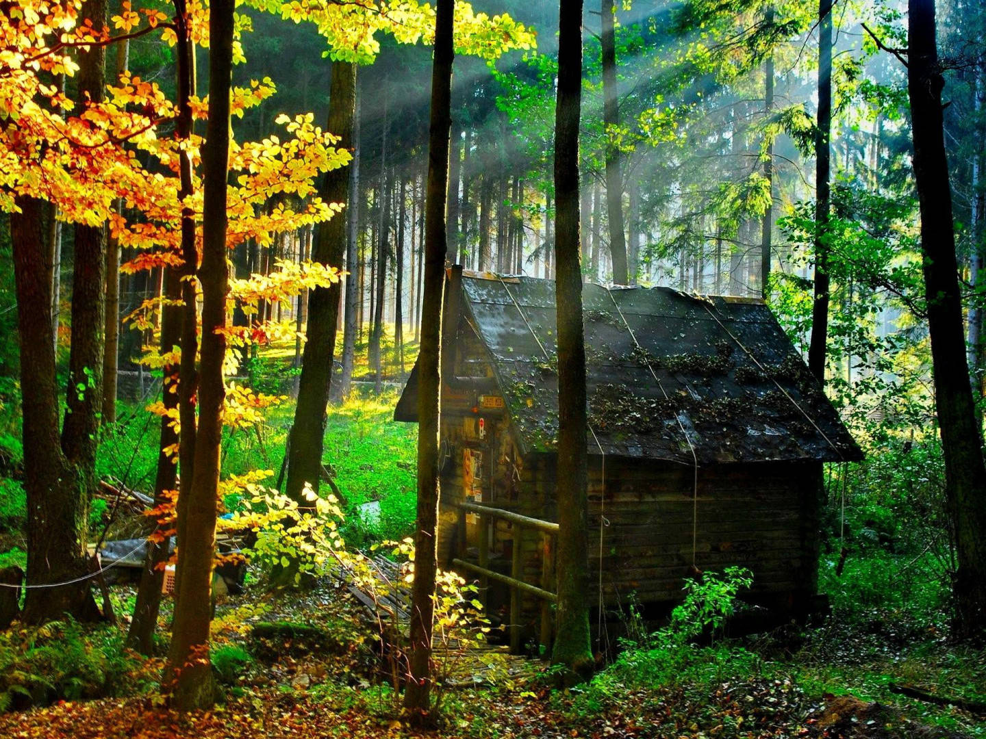 Wood House 桌布 壁紙 — 陽光穿過秋日的樹木，照亮了坐落在霧氣森林中的質樸木屋。