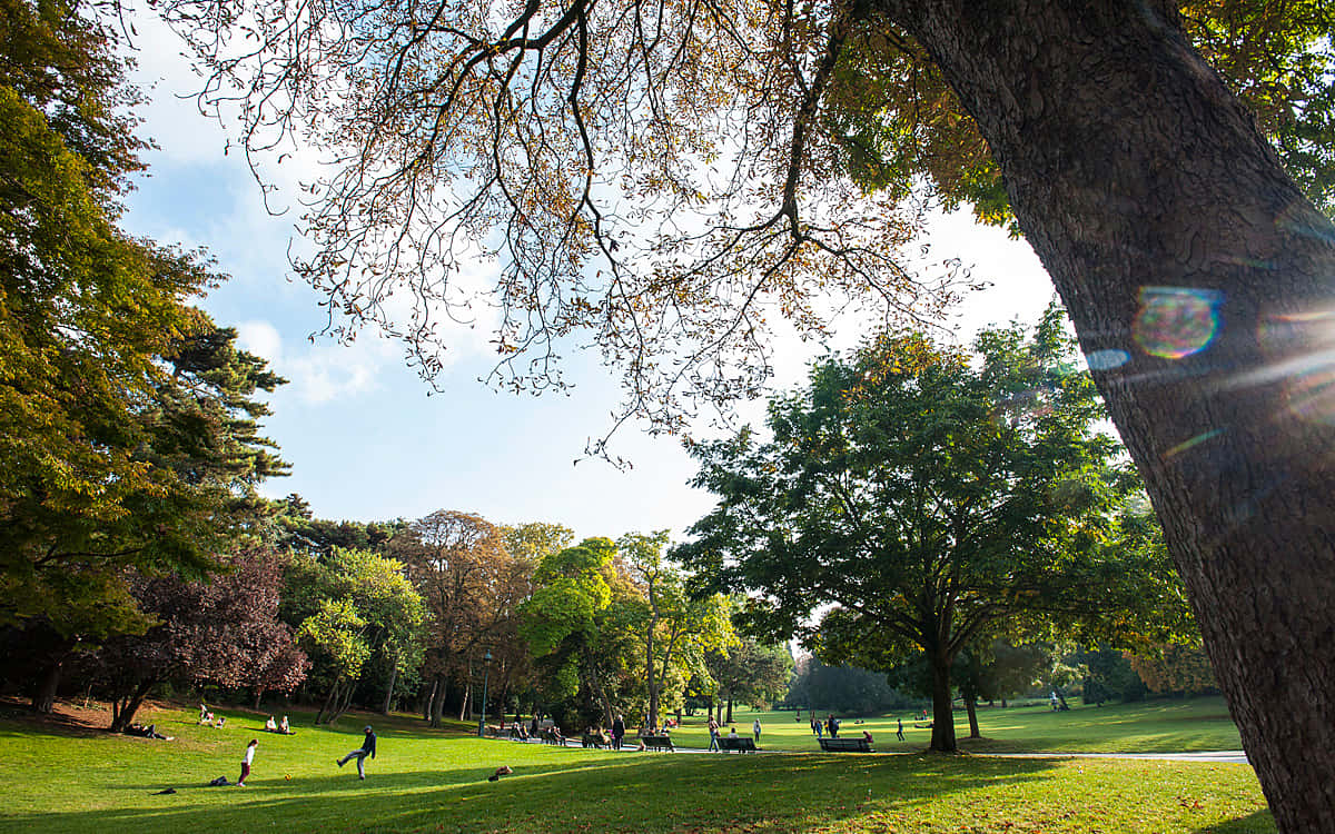 公園 桌布 壁紙 — 陽光穿過秋樹，在充滿活力的綠色公園上投下斑駁的陰影，人們在晴朗的藍天下漫步和放鬆。