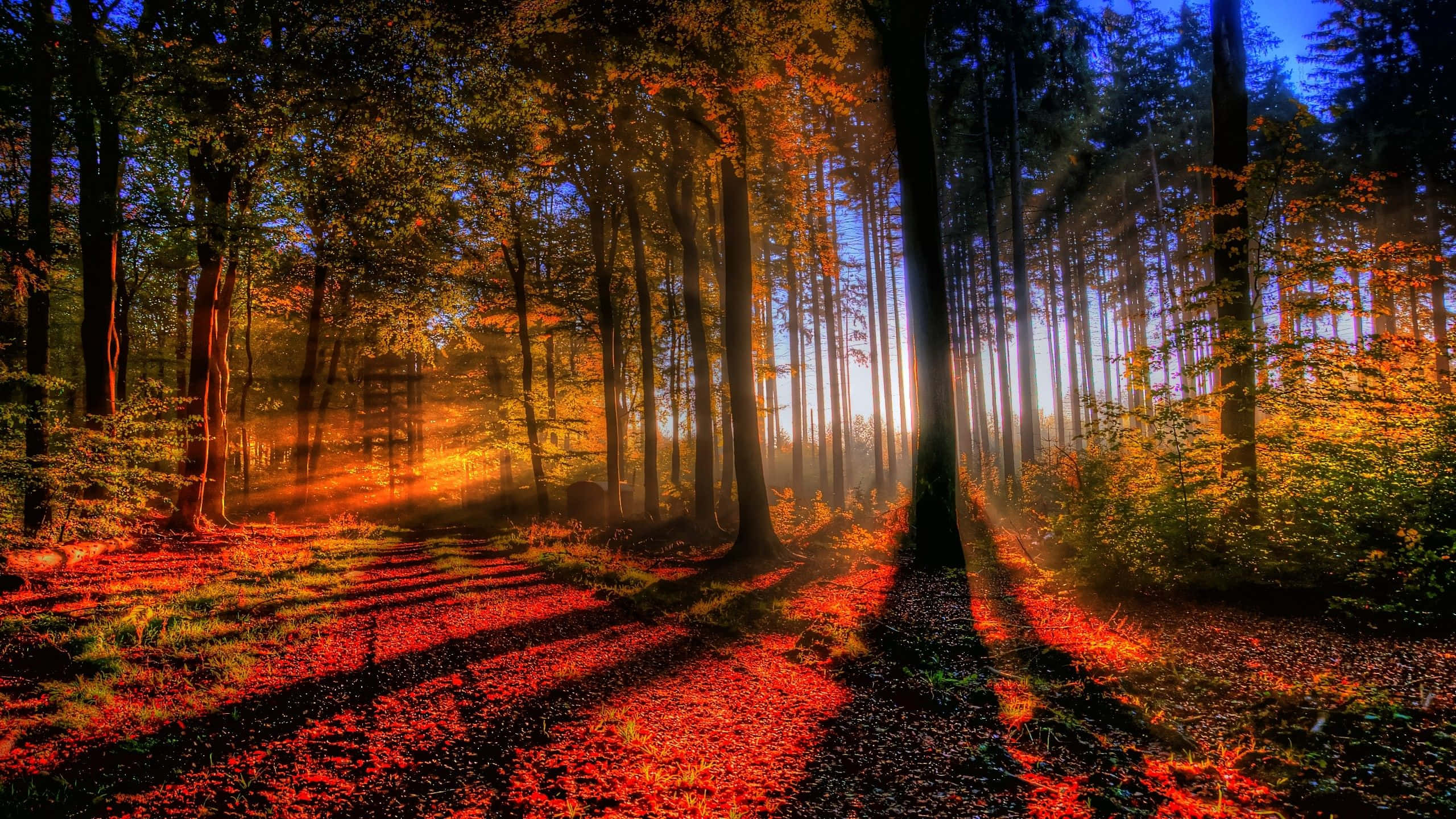 1920x1080 HD Fall 桌布 壁紙 — 陽光穿過秋樹，在鋪滿紅葉的森林地面上投下火熱的橙色陰影。