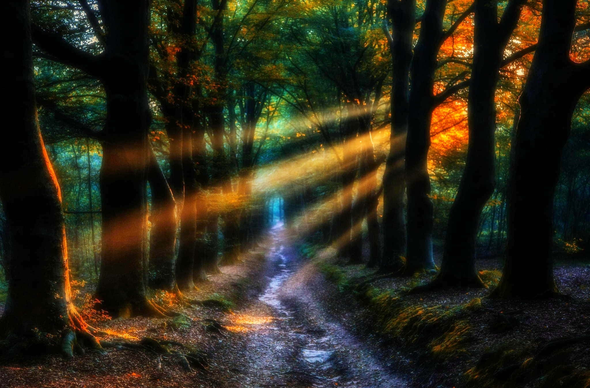 Magical Forest 桌布 壁紙 — 陽光穿過秋樹，在霧氣瀰漫的森林小徑上投下金色光芒。
