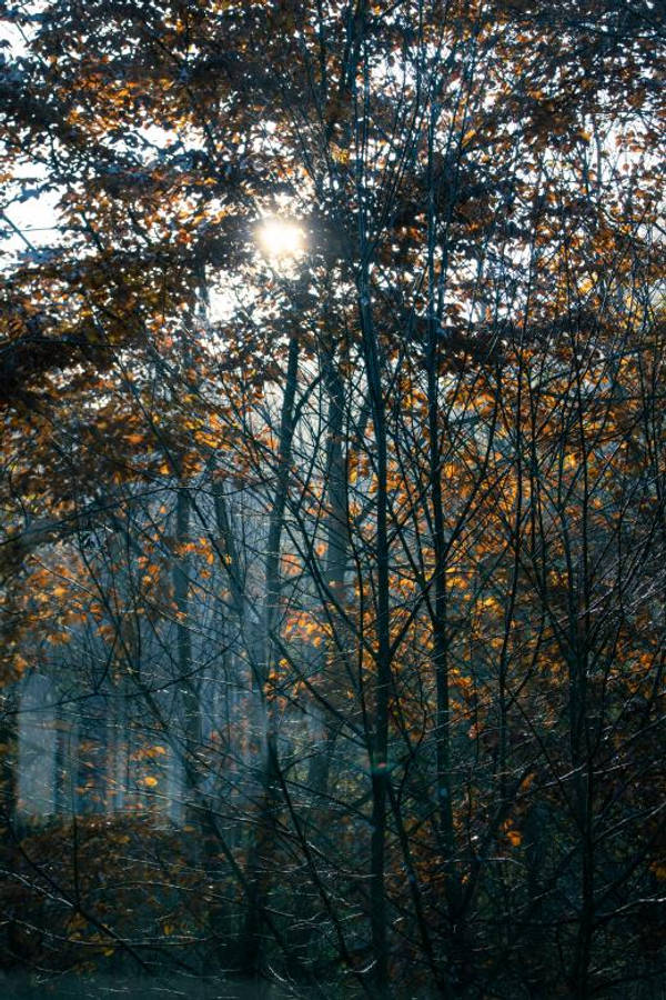 Most Beautiful Nature 桌布 壁紙 — 陽光穿過秋葉，在霧氣瀰漫的森林地面上投下金色的光芒。