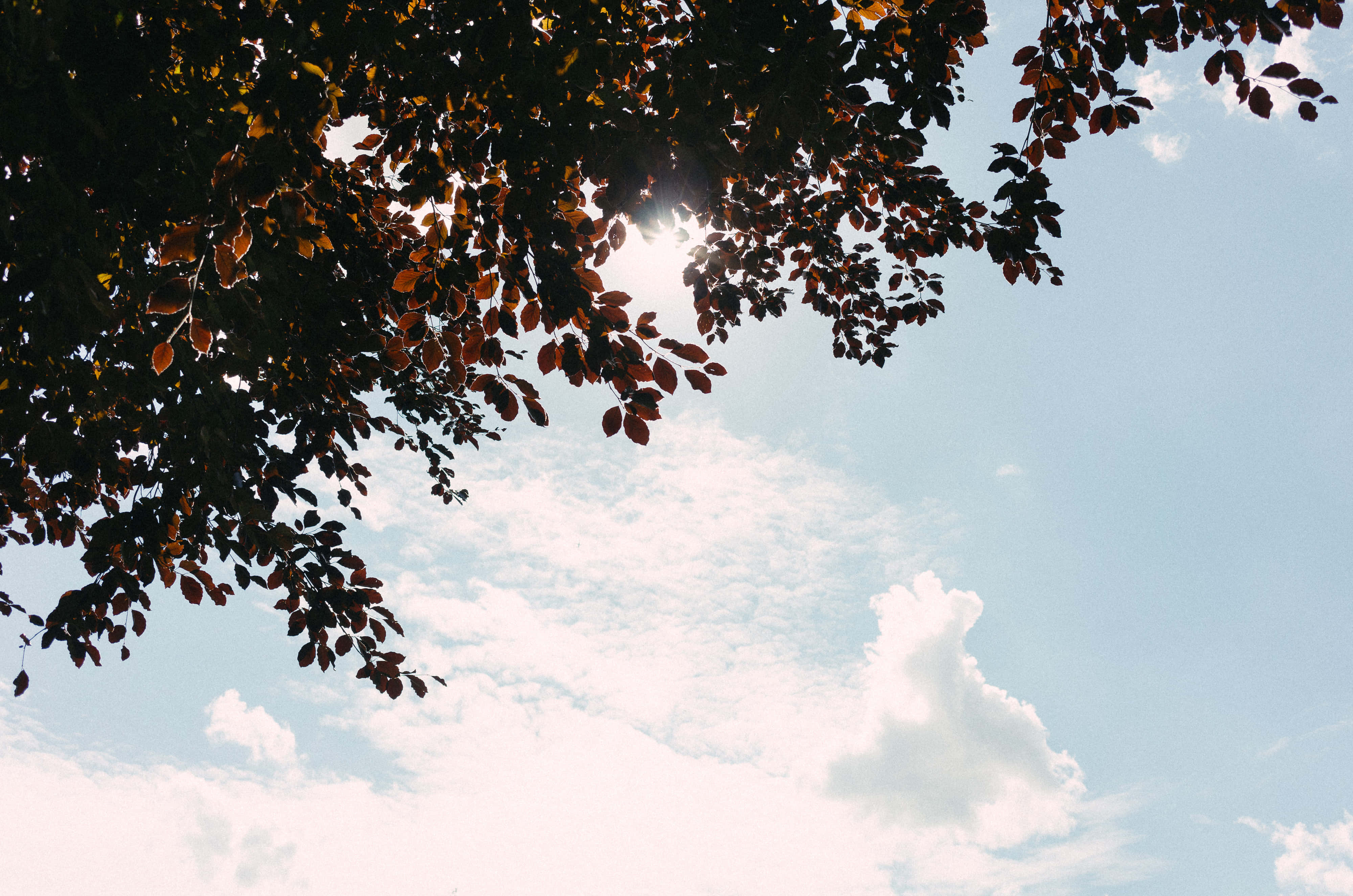 Aesthetic Sky 桌布 壁紙 — 陽光穿過秋葉，框住一片明亮的藍天，點綴著蓬鬆的白雲。