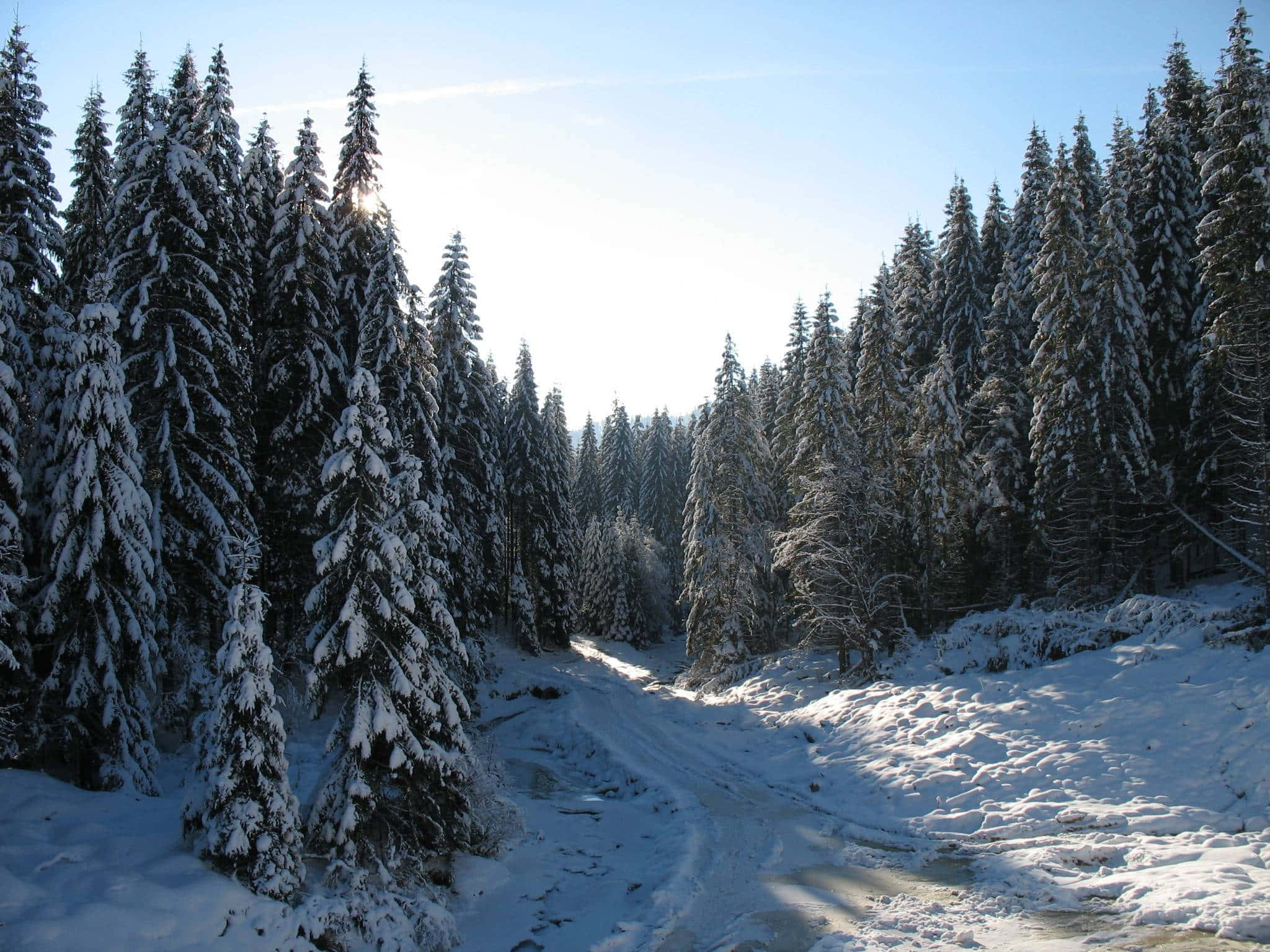 高清 桌布 壁紙 — 陽光穿過積雪的常綠樹，照亮了寧靜冬日森林中蜿蜒的冰凍小溪。