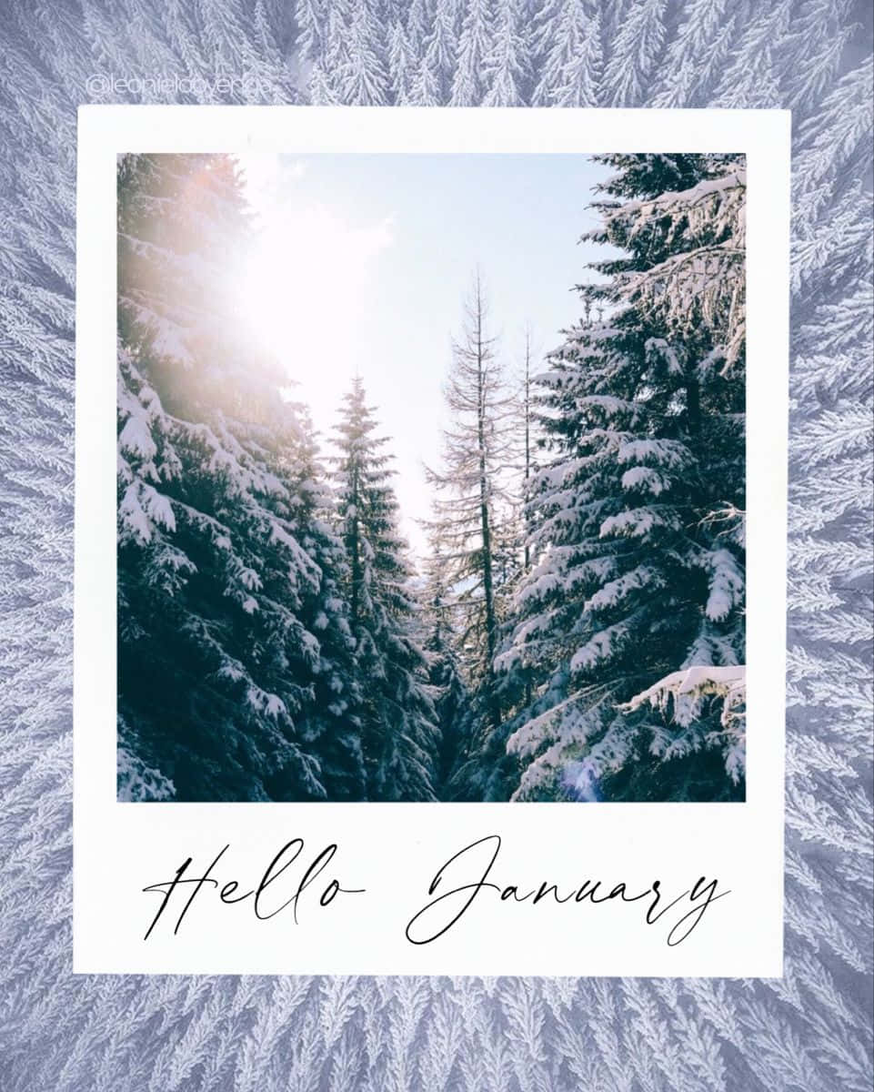 一月 桌布 壁紙 — 陽光穿過積雪的常青樹，在一個由霜凍樹枝框住的寧靜冬季森林中過濾。