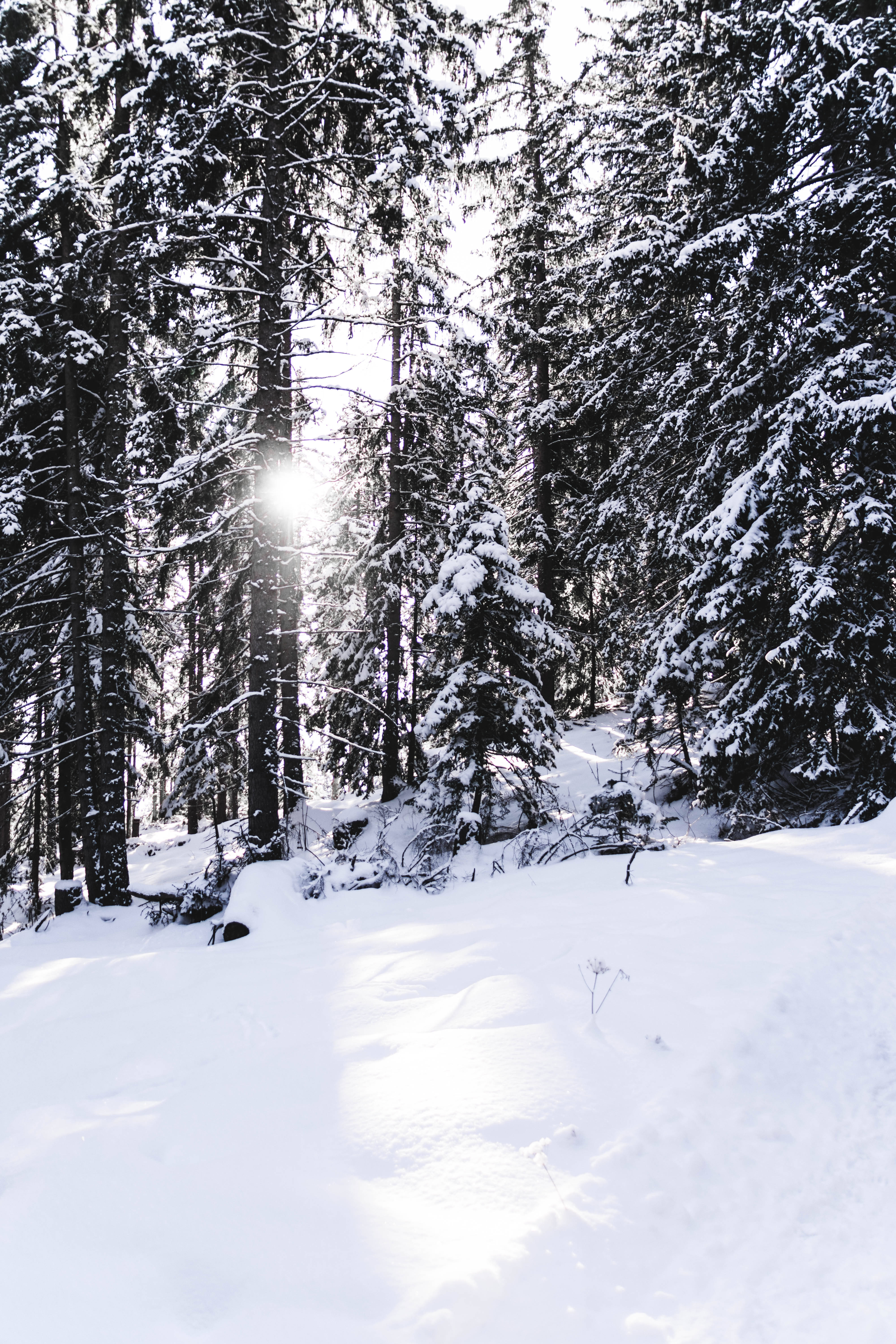 雪 桌布 壁紙 — 陽光穿過積雪的常青樹，在純淨的冬季森林地面上投射出明亮的光束。