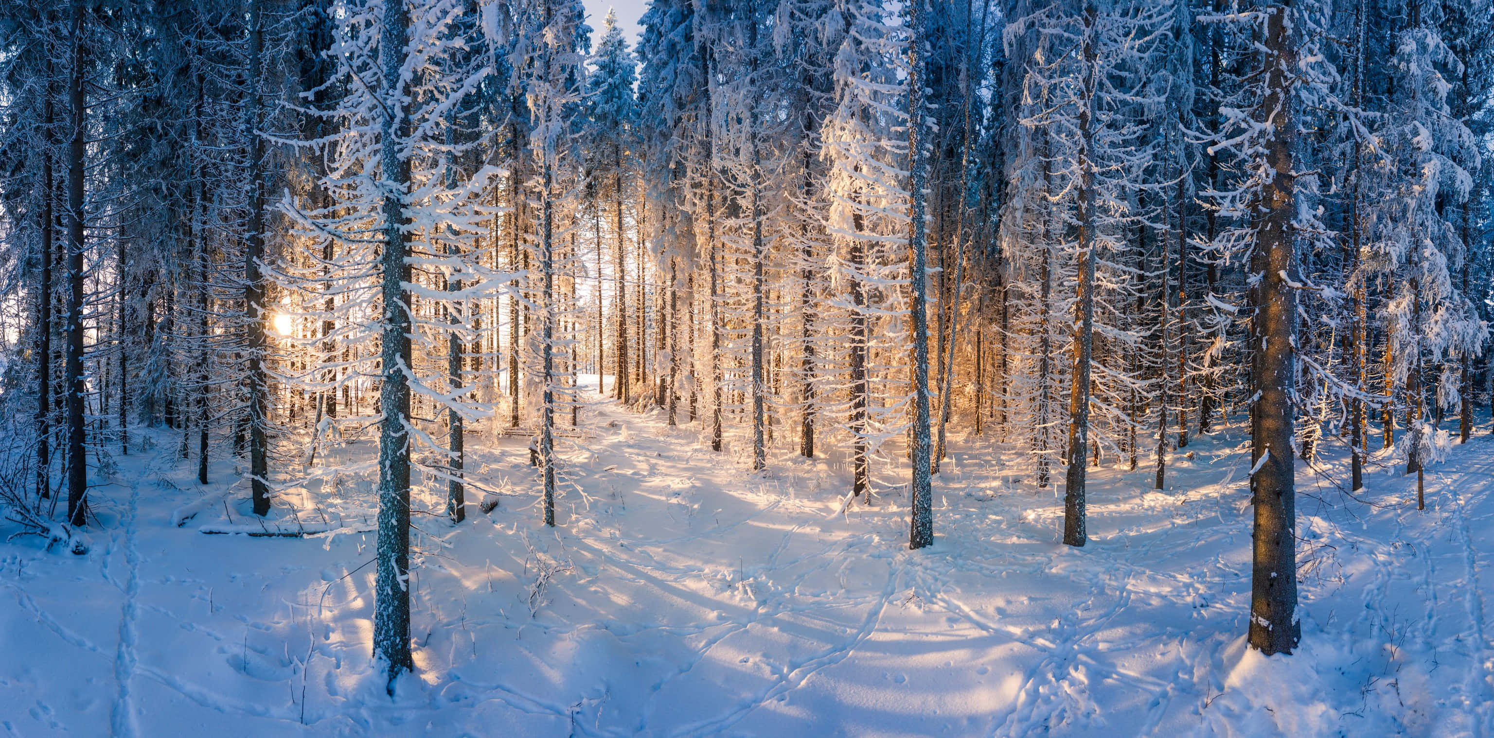 Winter Forest 桌布 壁紙 — 陽光穿過積雪的松樹，在寧靜的冬季森林地面上投射出金色的光束。