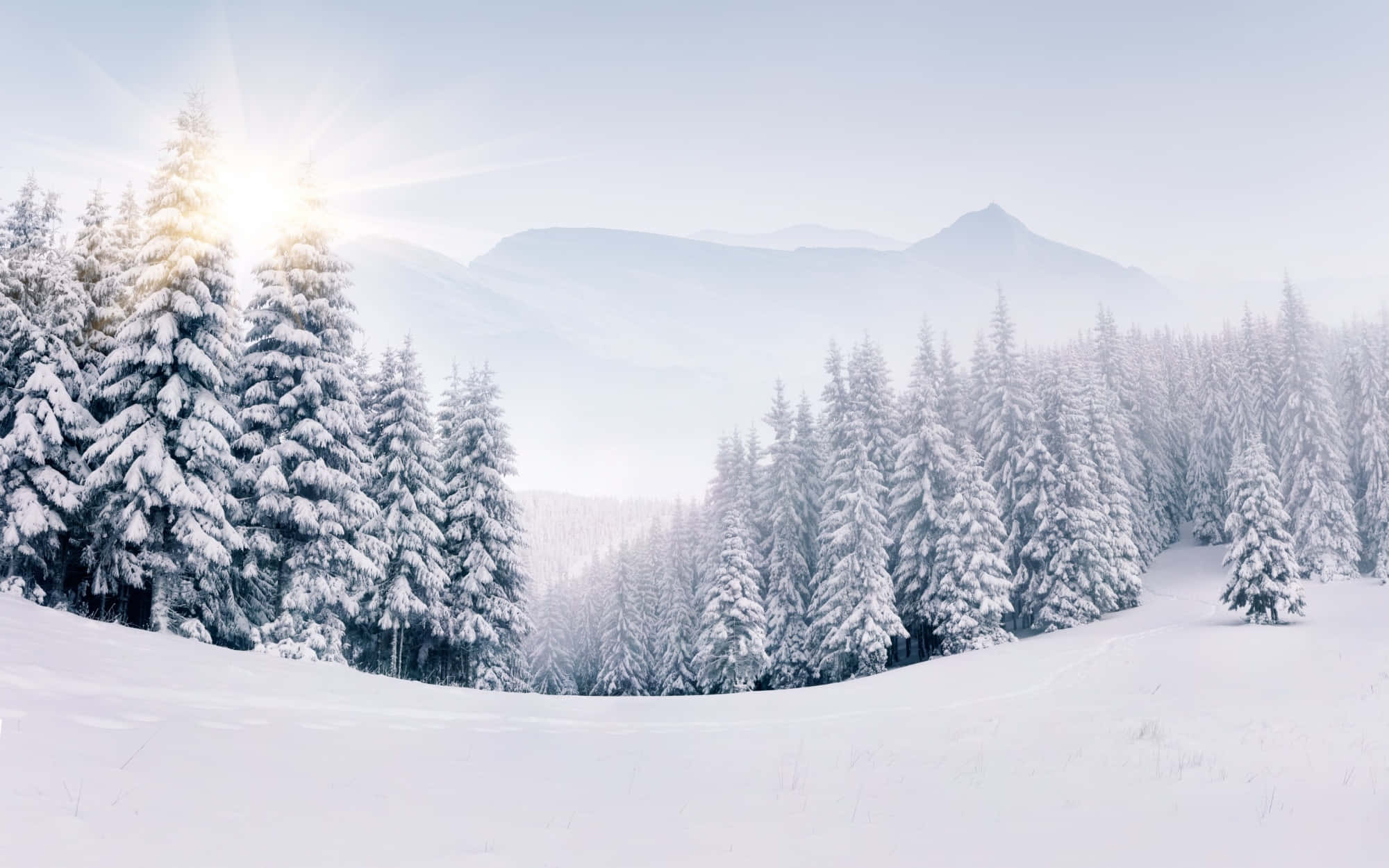 Snowy 桌布 壁紙 — 陽光穿過積雪的松樹，在寧靜的冬日森林中閃爍，遠處山巒在淡藍色的天空下。