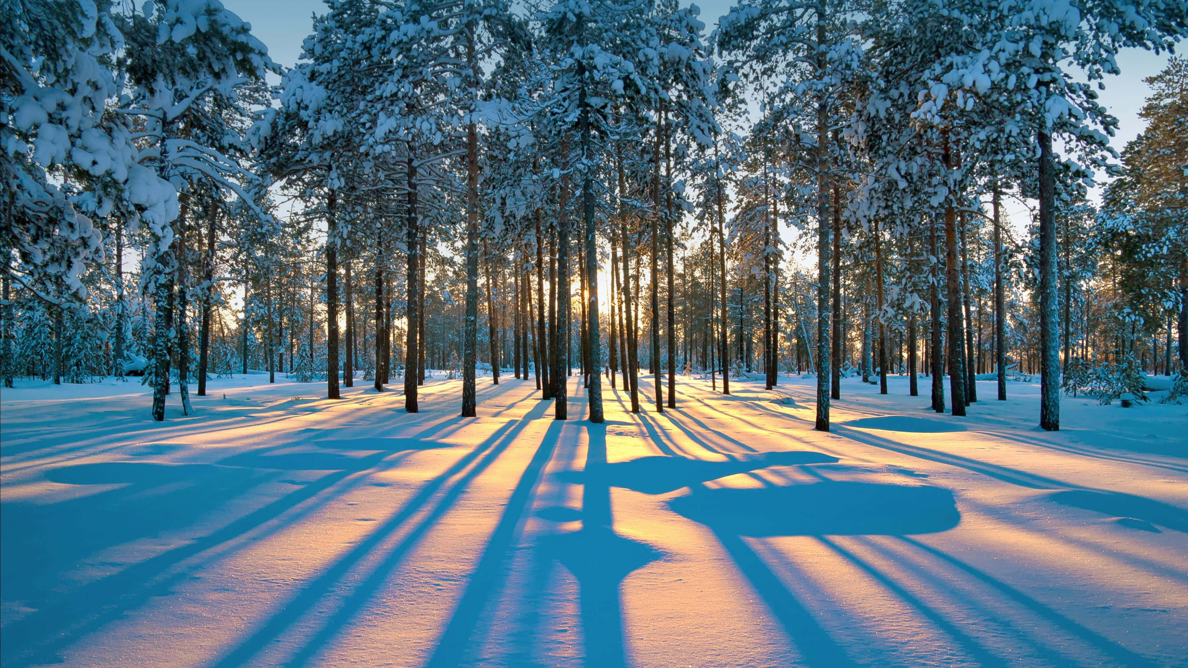 Winter Forest 桌布 壁紙 — 陽光穿過積雪的松樹，在純淨的冬季森林地面上投下長長的金色陰影。