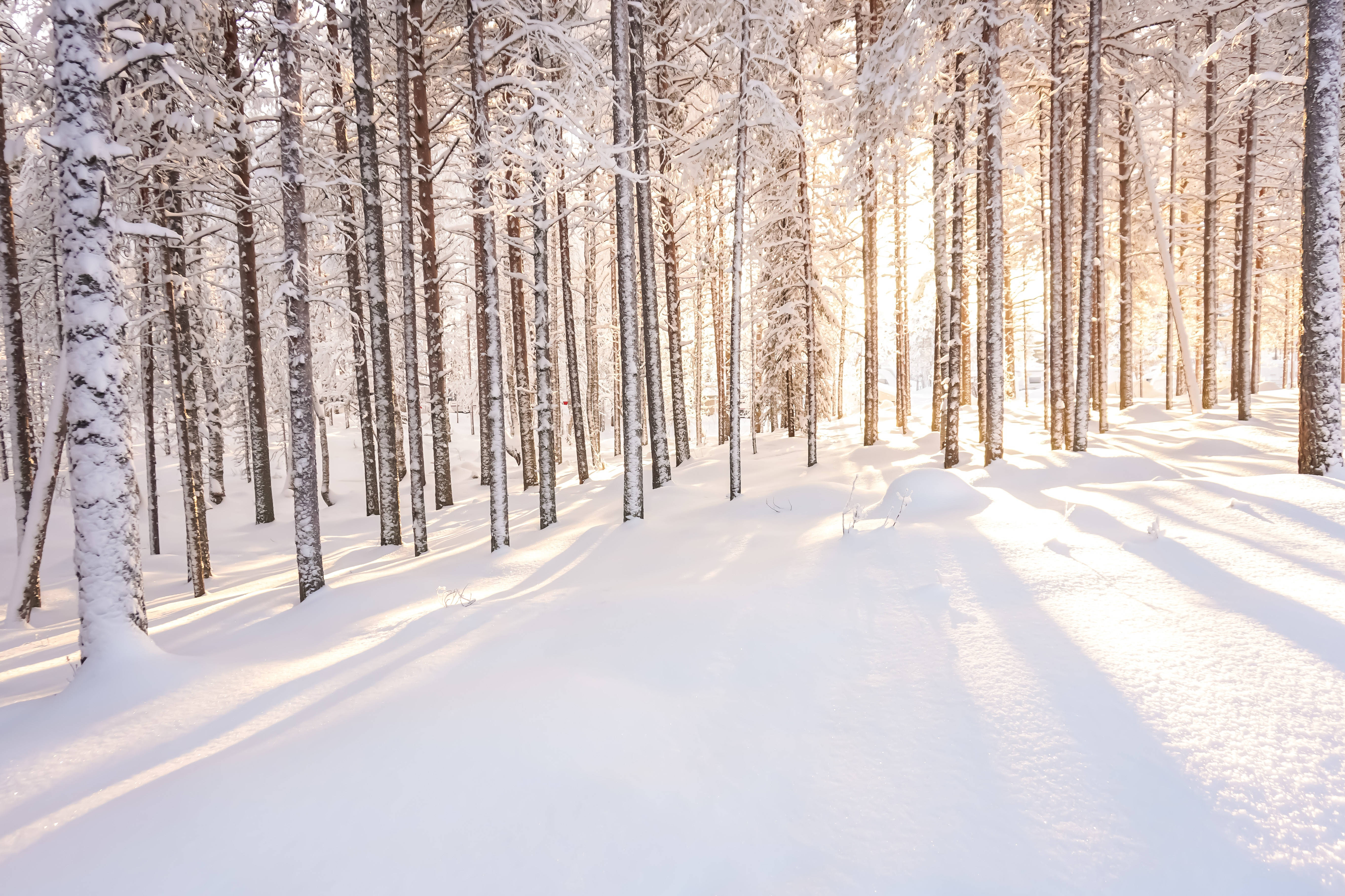 Finland 桌布 壁紙 — 陽光穿過積雪的松樹，在純淨的冬季森林地面上投下長長的影子。
