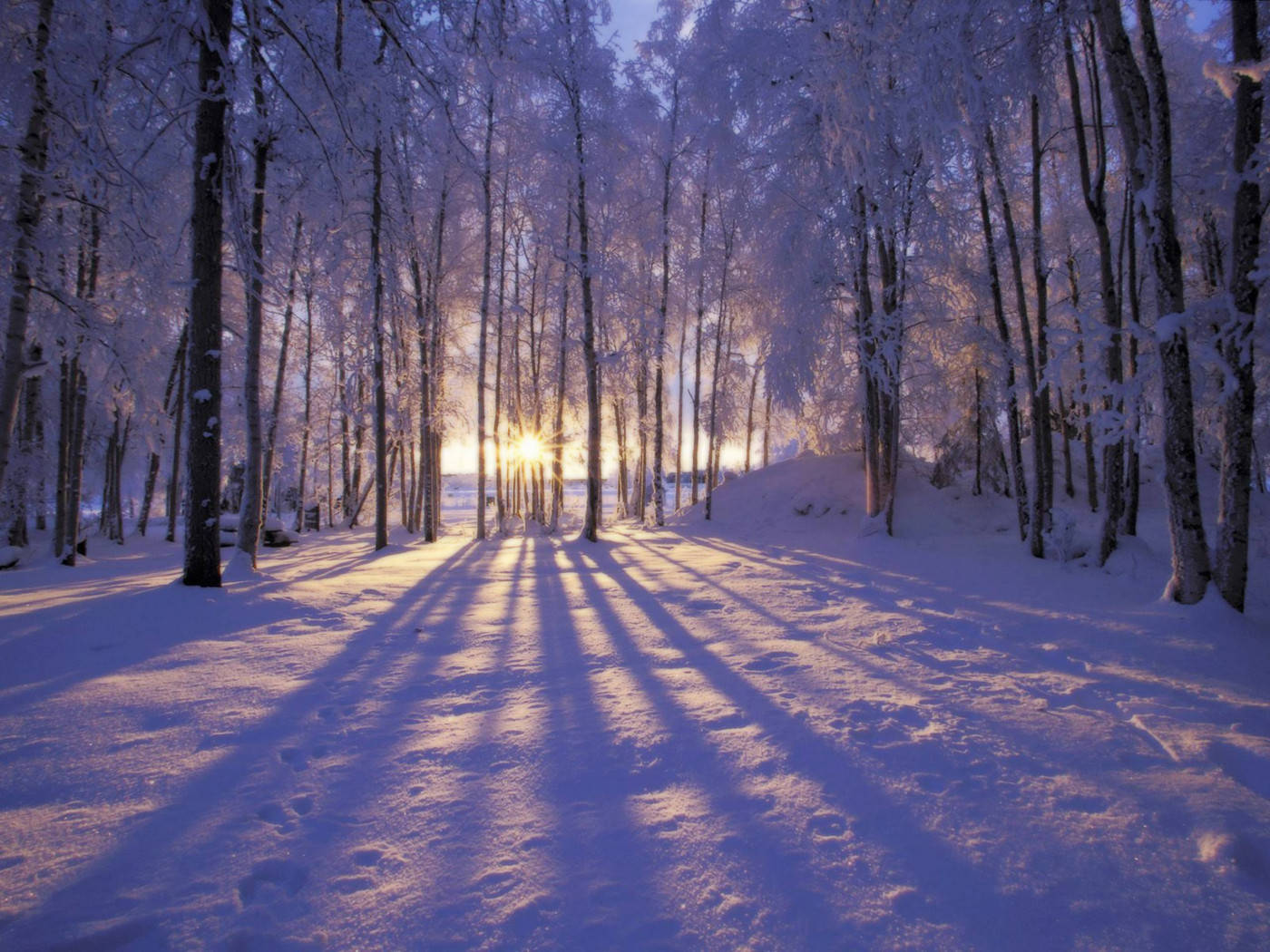 森林 桌布 壁紙 — 陽光穿過積雪的樹木，在寧靜的冬季森林地面上投下長長的影子。