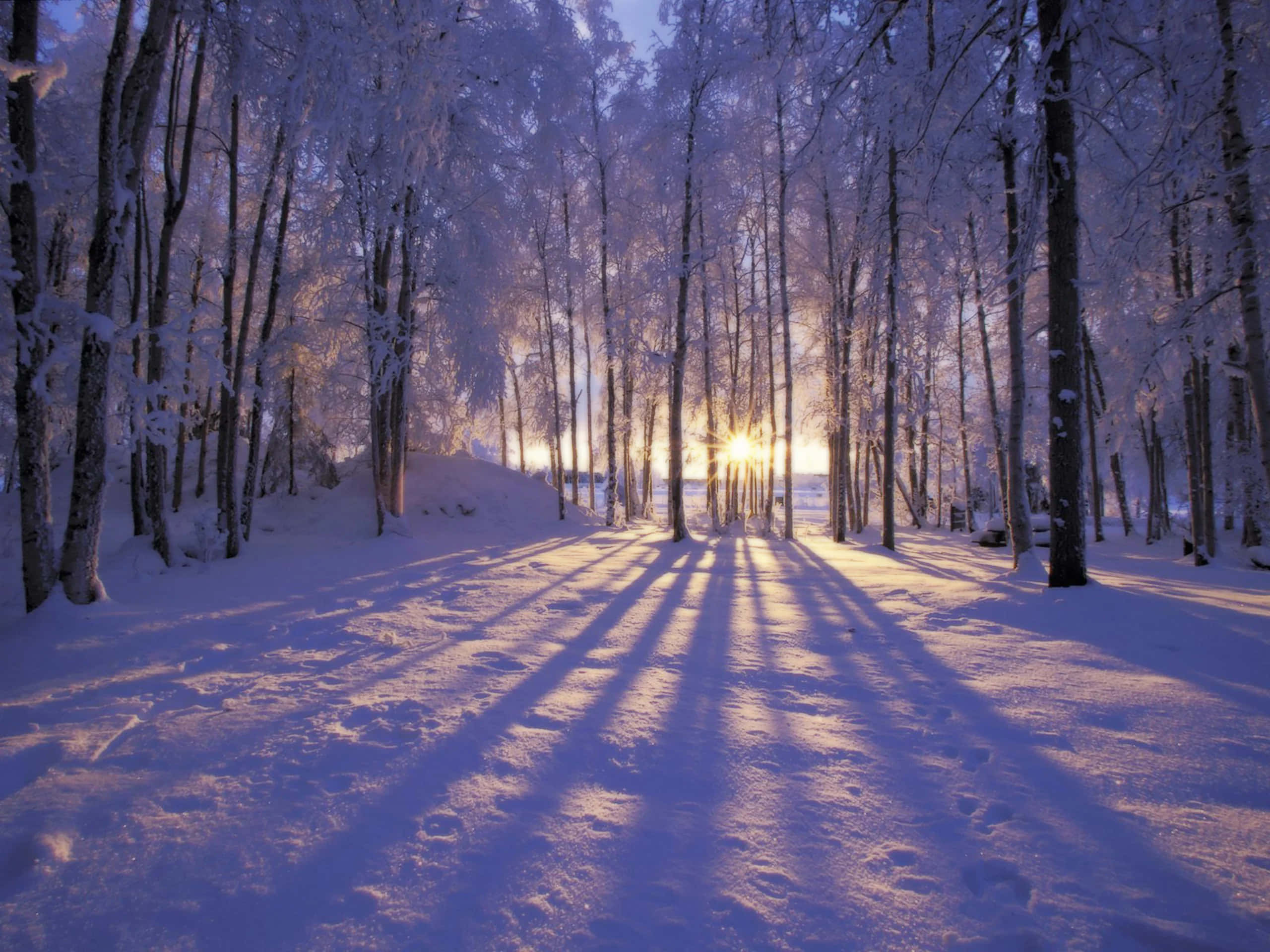 Winter Aesthetic 桌布 壁紙 — 陽光穿過積雪的樹木，在寧靜的冬季森林小徑上投下長長的影子。