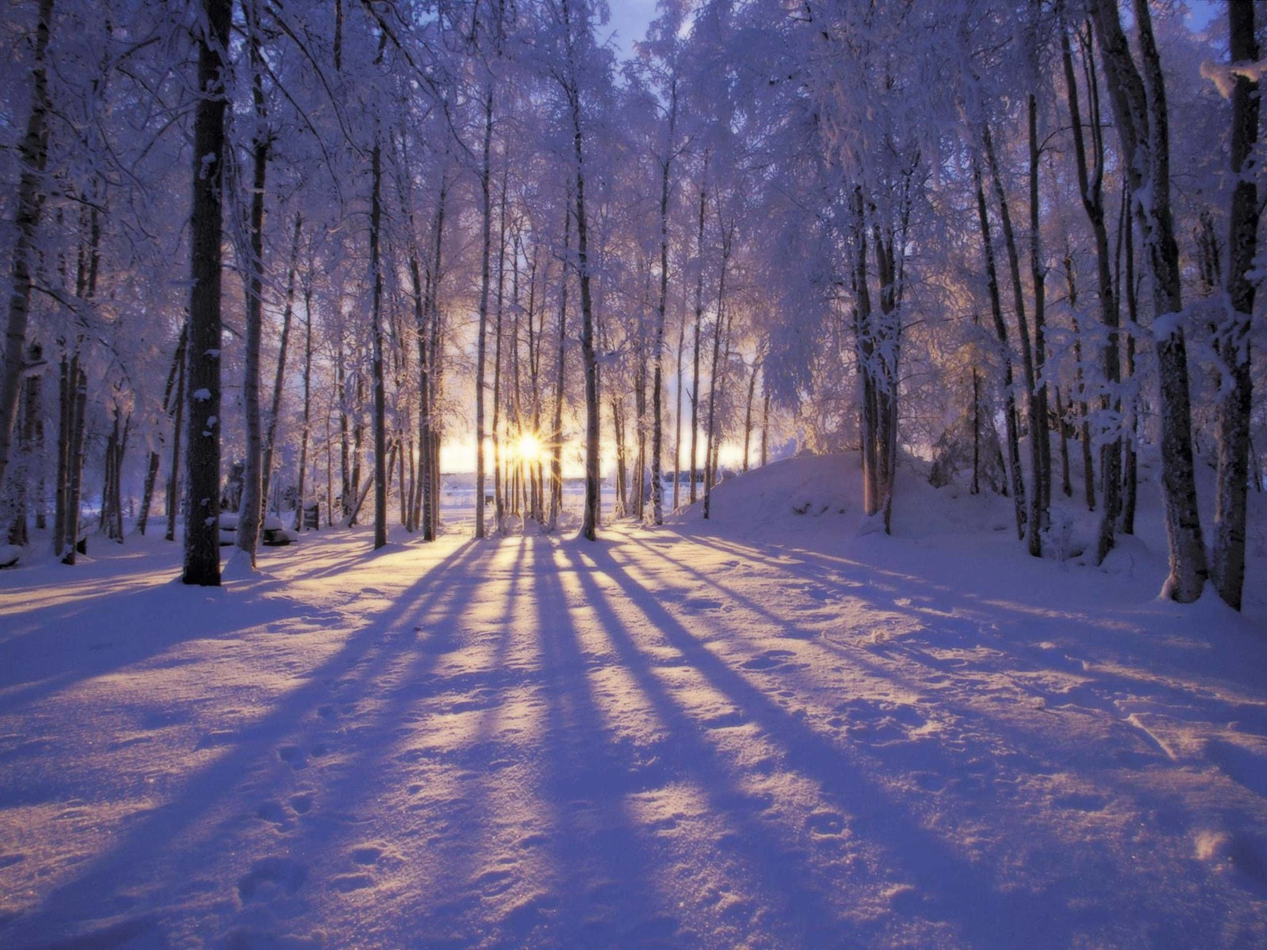 Winter Scene 桌布 壁紙 — 陽光穿過積雪的樹木，在寧靜的冬季森林地面上投下長長的陰影。