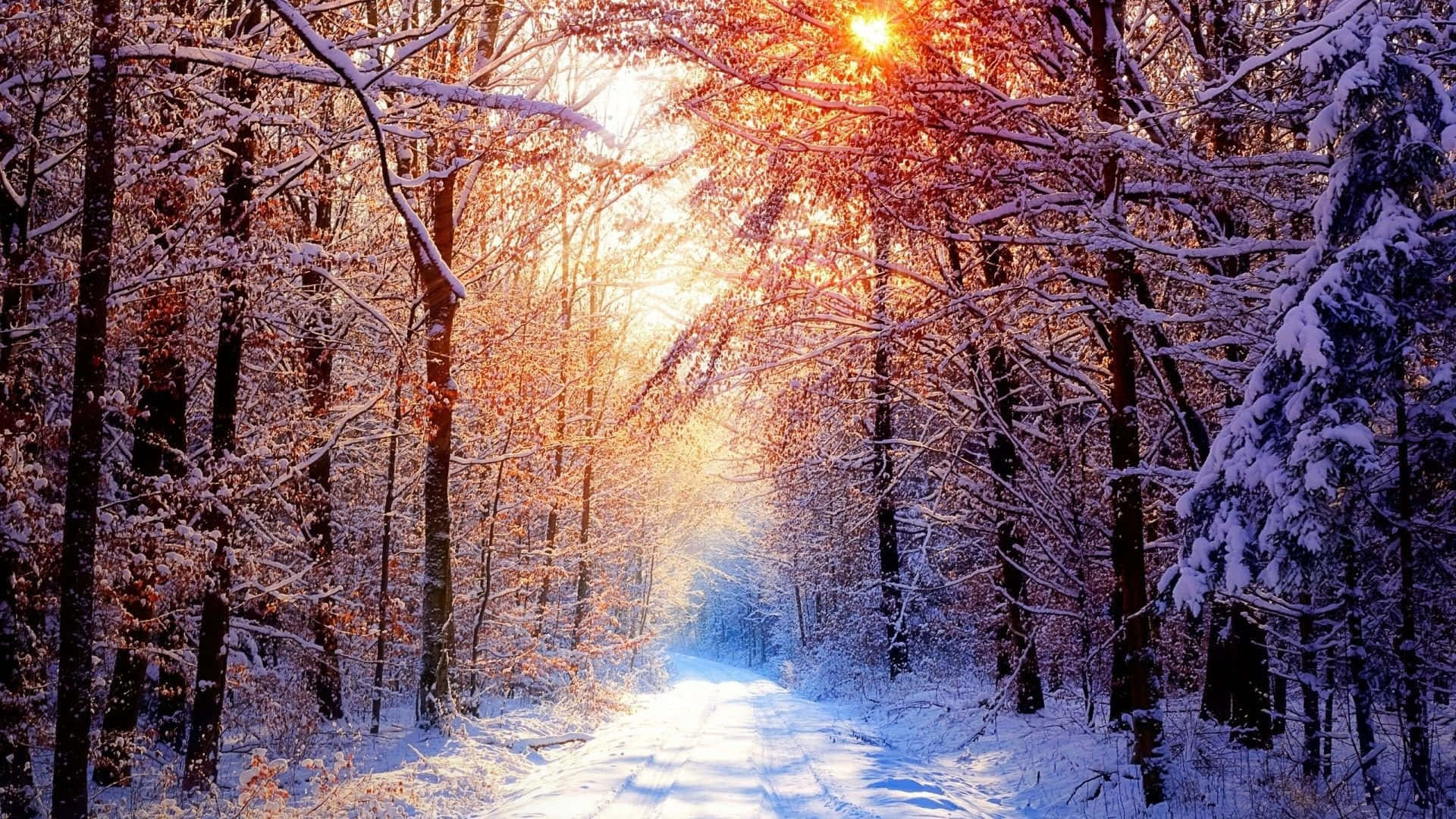  壁紙 — 陽光穿過積雪的樹木，在寧靜的冬季森林小徑上投射出金色的光芒。