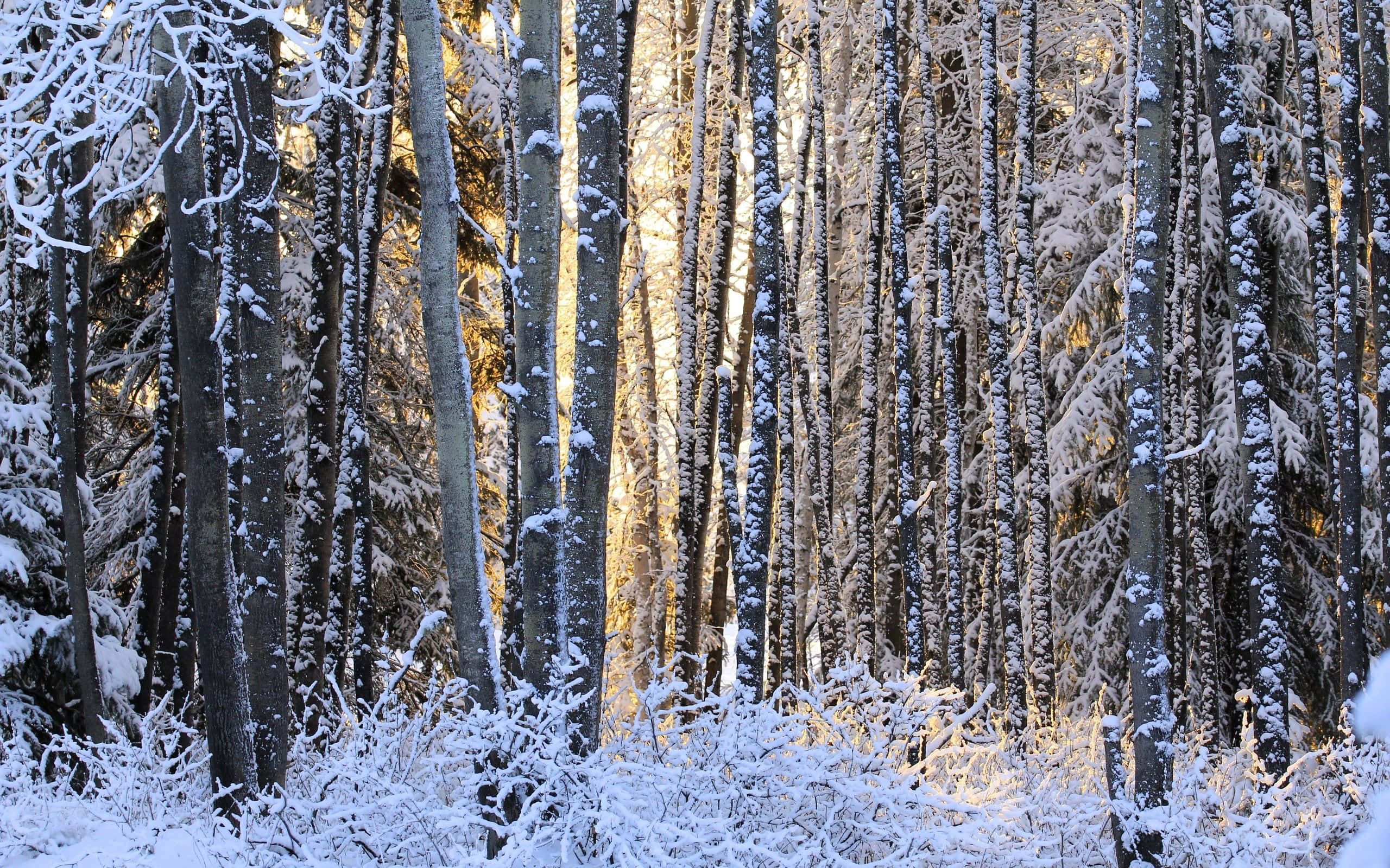 Winter Forest 桌布 壁紙 — 陽光穿過積雪的樹木，在寧靜的冬季森林中，在結霜的樹枝上形成金色的光芒。