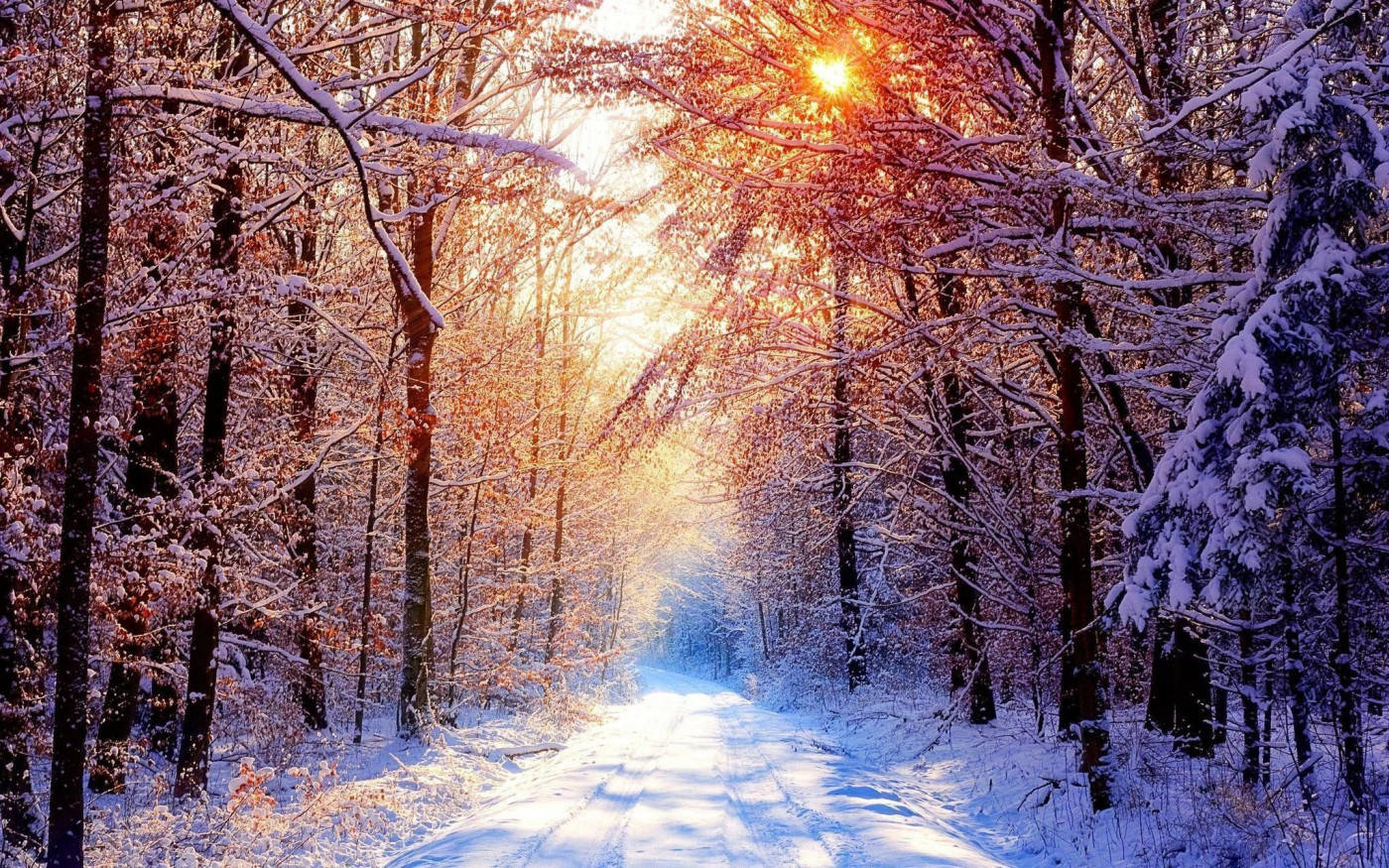 雪 桌布 壁紙 — 陽光穿過積雪的樹木，在寧靜的冬季森林小徑上灑下金色光芒。