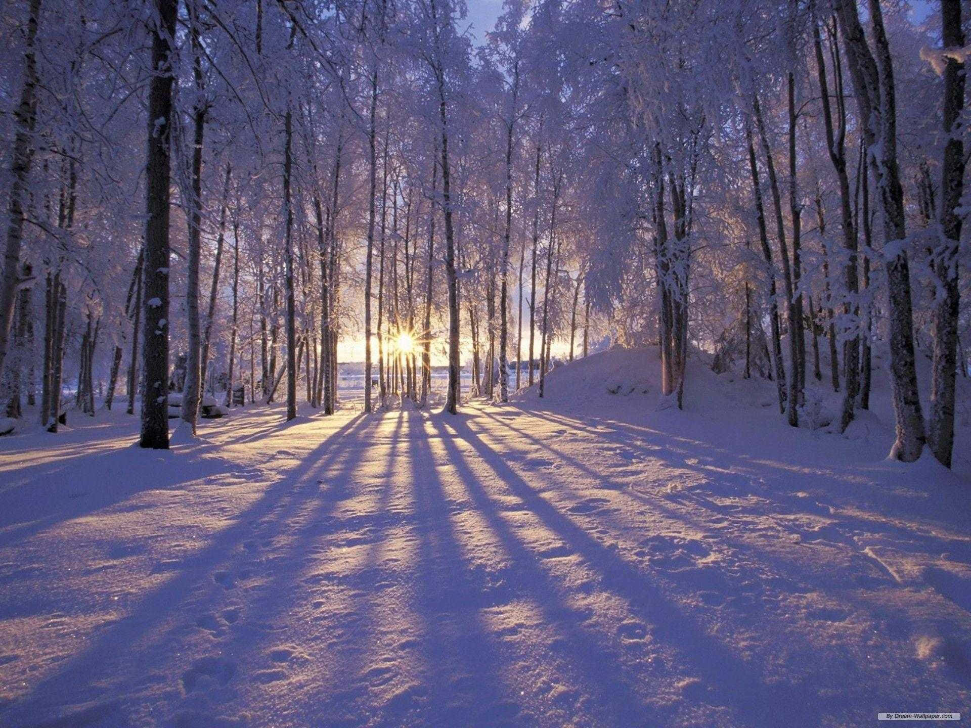Christmas Winter Wonderland 桌布 壁紙 — 陽光穿過積雪的樹木，在純淨的冬季森林地面上投下長長的金色陰影。