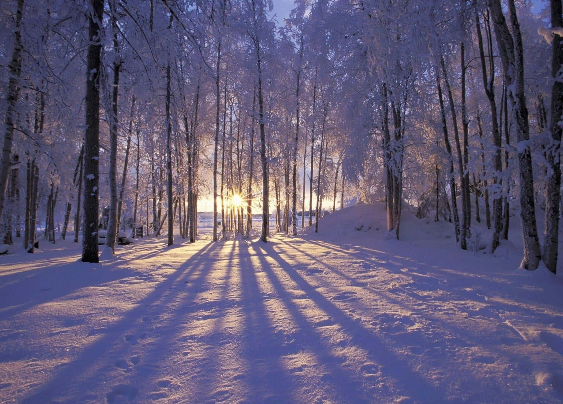 Winter Wonderland Desktop 桌布 壁紙 — 陽光穿過積雪的樹木，在純淨的冬季森林地面上投下長長的金色陰影。