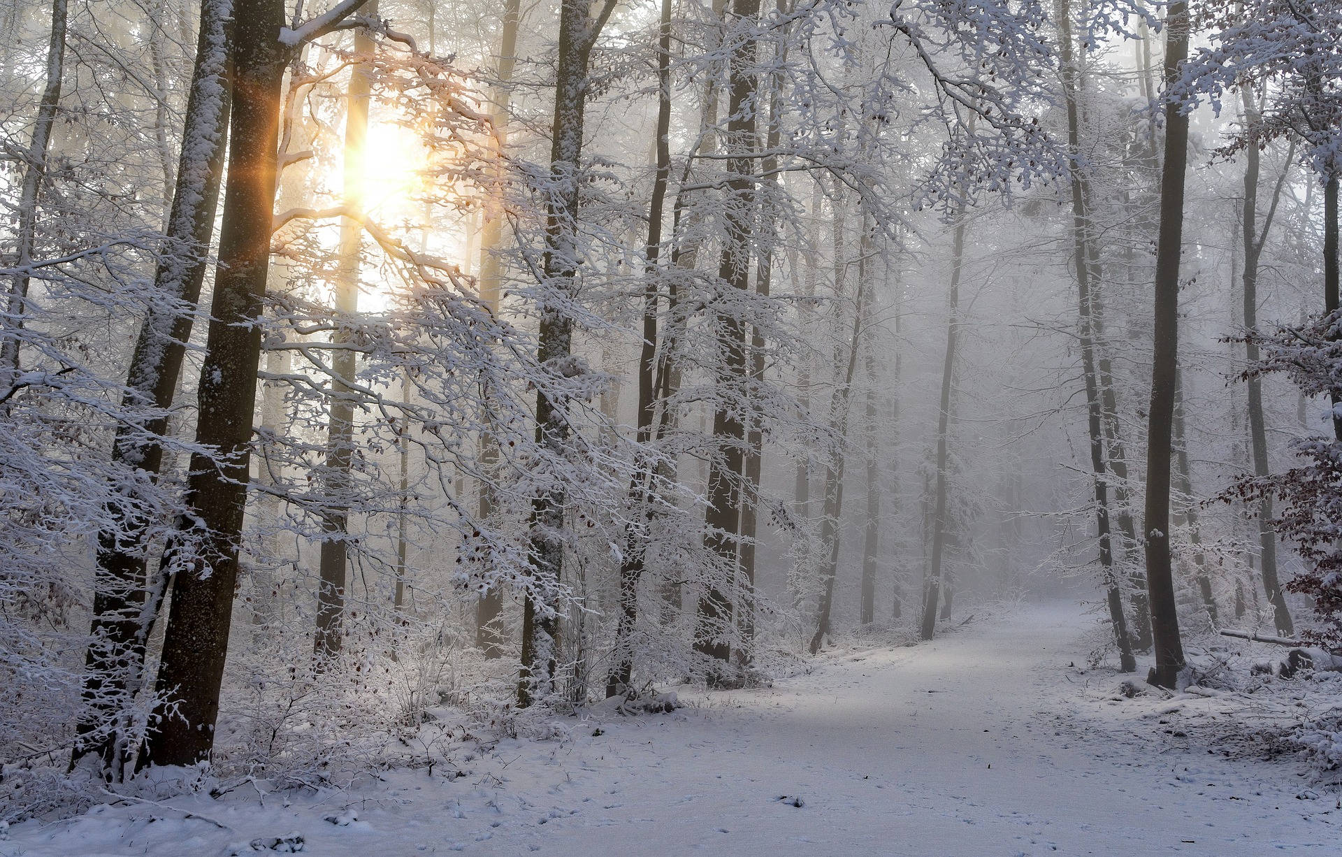 woods 桌布 壁紙 — 陽光穿過積雪的樹木，在霧氣籠罩的寧靜冬季森林小徑上灑下金色光芒。