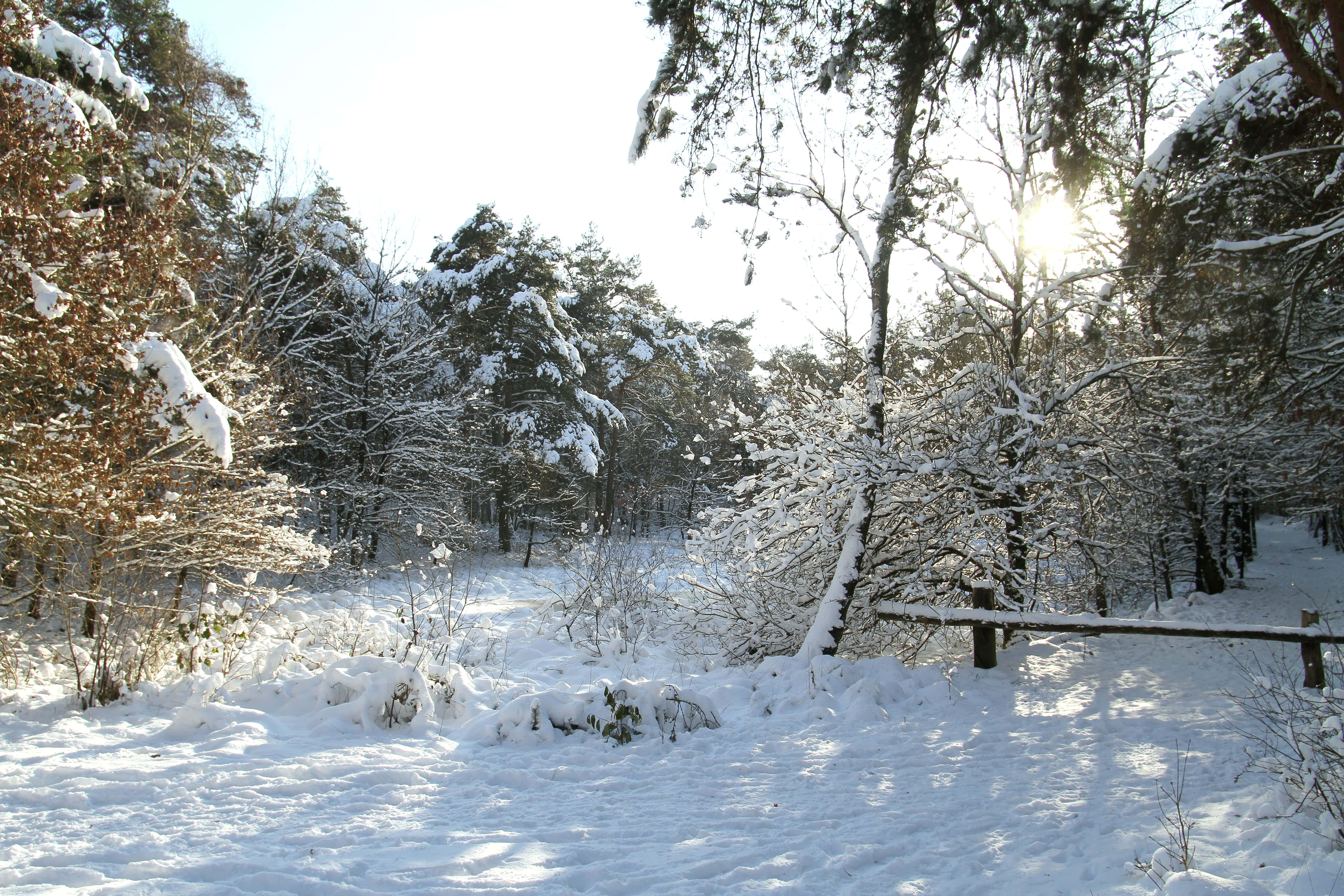 Tilburg 桌布 壁紙 — 陽光穿過積雪的樹木，灑在寧靜的冬季森林小徑上。