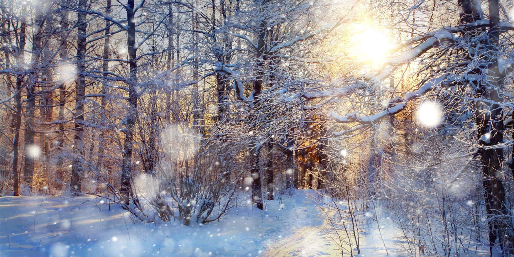 冬天 桌布 壁紙 — 陽光穿過積雪的樹枝，在雪花飄落的寧靜冬日森林中。