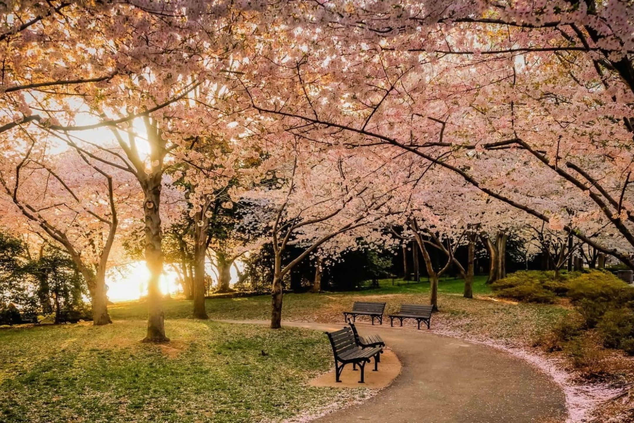 2160x1440 桌布 壁紙 — 陽光穿過粉紅櫻花樹冠，灑在寧靜春日公園中蜿蜒的小徑和長椅上。
