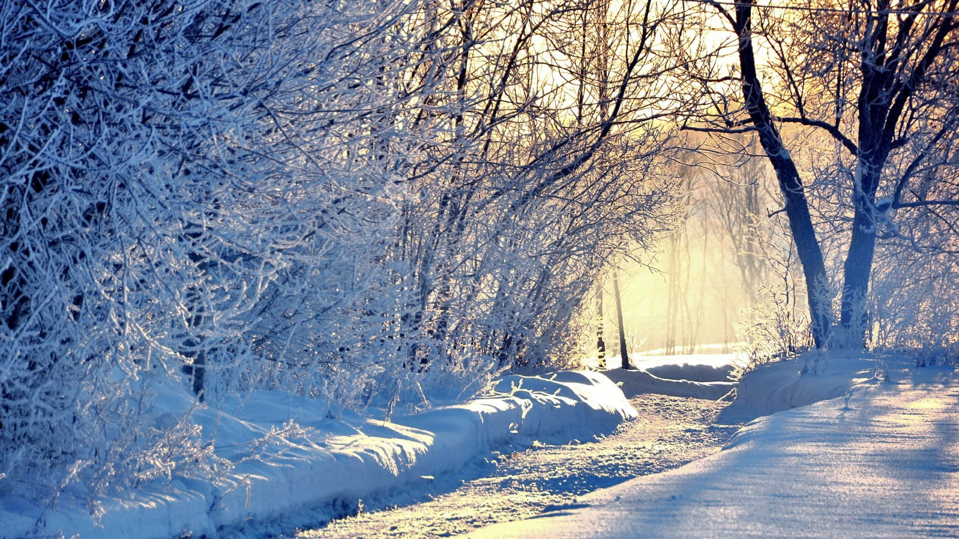 Winter Forest 桌布 壁紙 — 陽光穿過結霜的樹木，在白雪覆蓋的森林小徑上投下金色的光芒。