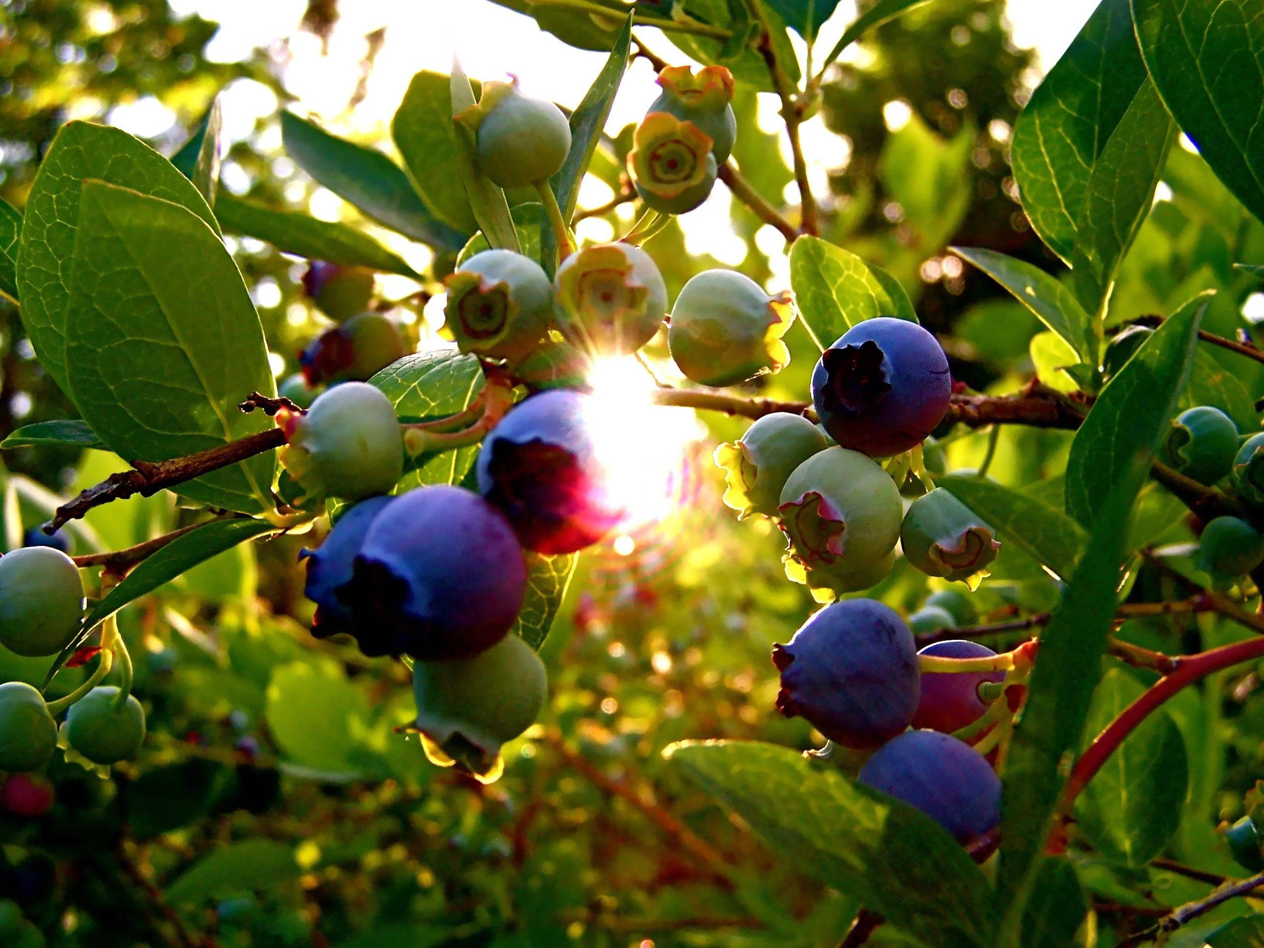 Fruit 桌布 壁紙 — 陽光穿過綠葉，照亮灌木叢中成熟和未成熟的藍莓。