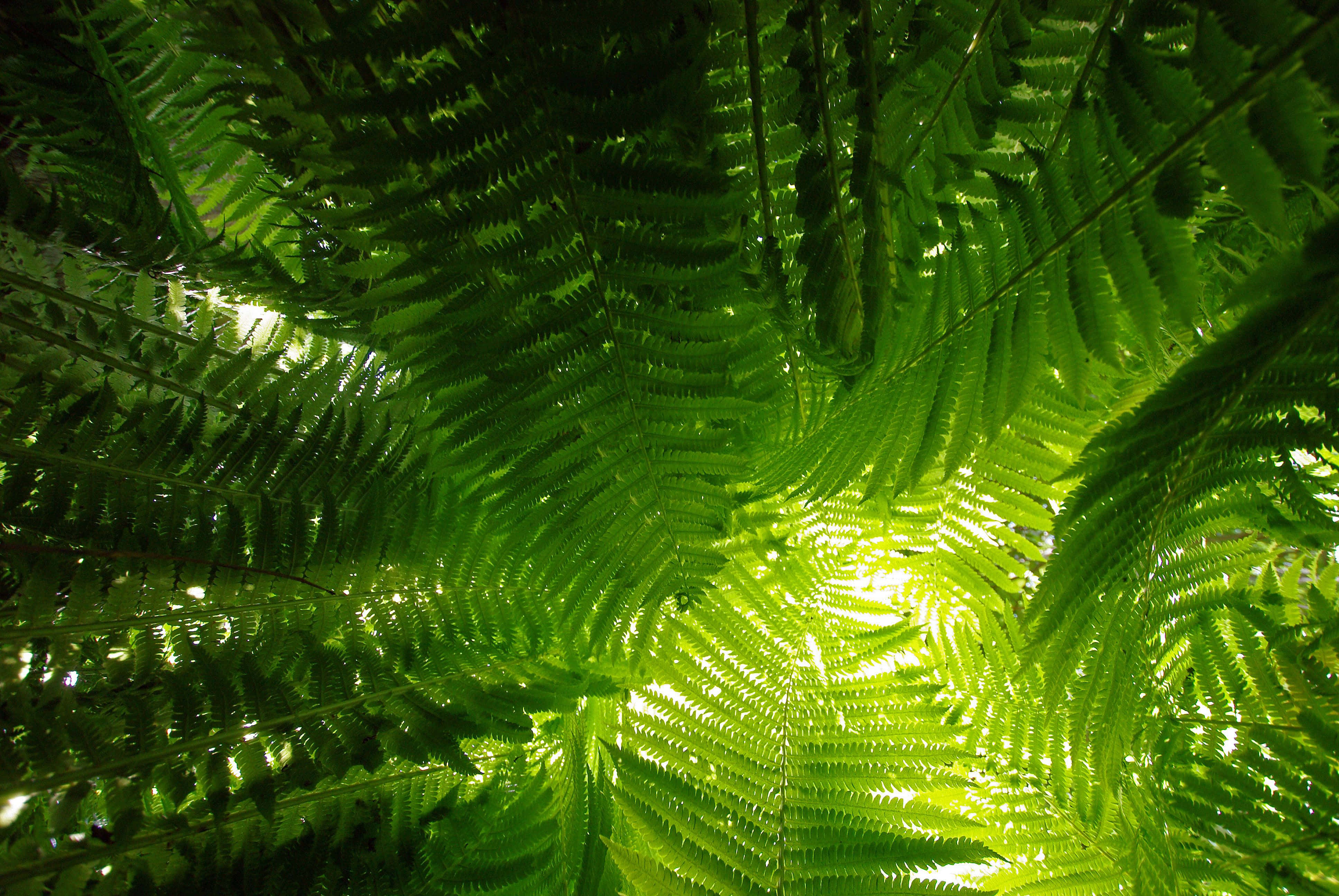 Green Fern 桌布 壁紙 — 陽光穿過茂密、充滿活力的綠色蕨類葉片，從低角度創造出斑駁的樹冠效果。