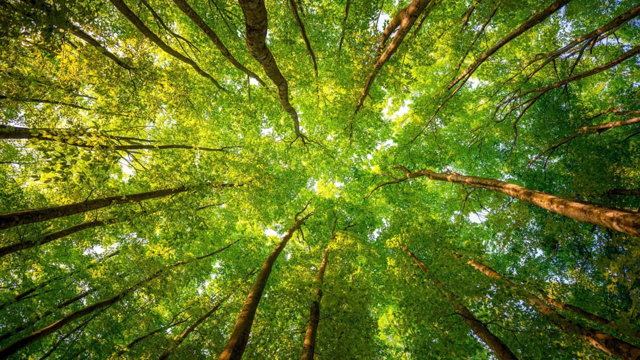 Forest Conservation 桌布 壁紙 — 陽光穿過茂密森林中高聳樹木上方的鮮綠色樹冠層，灑落下來。