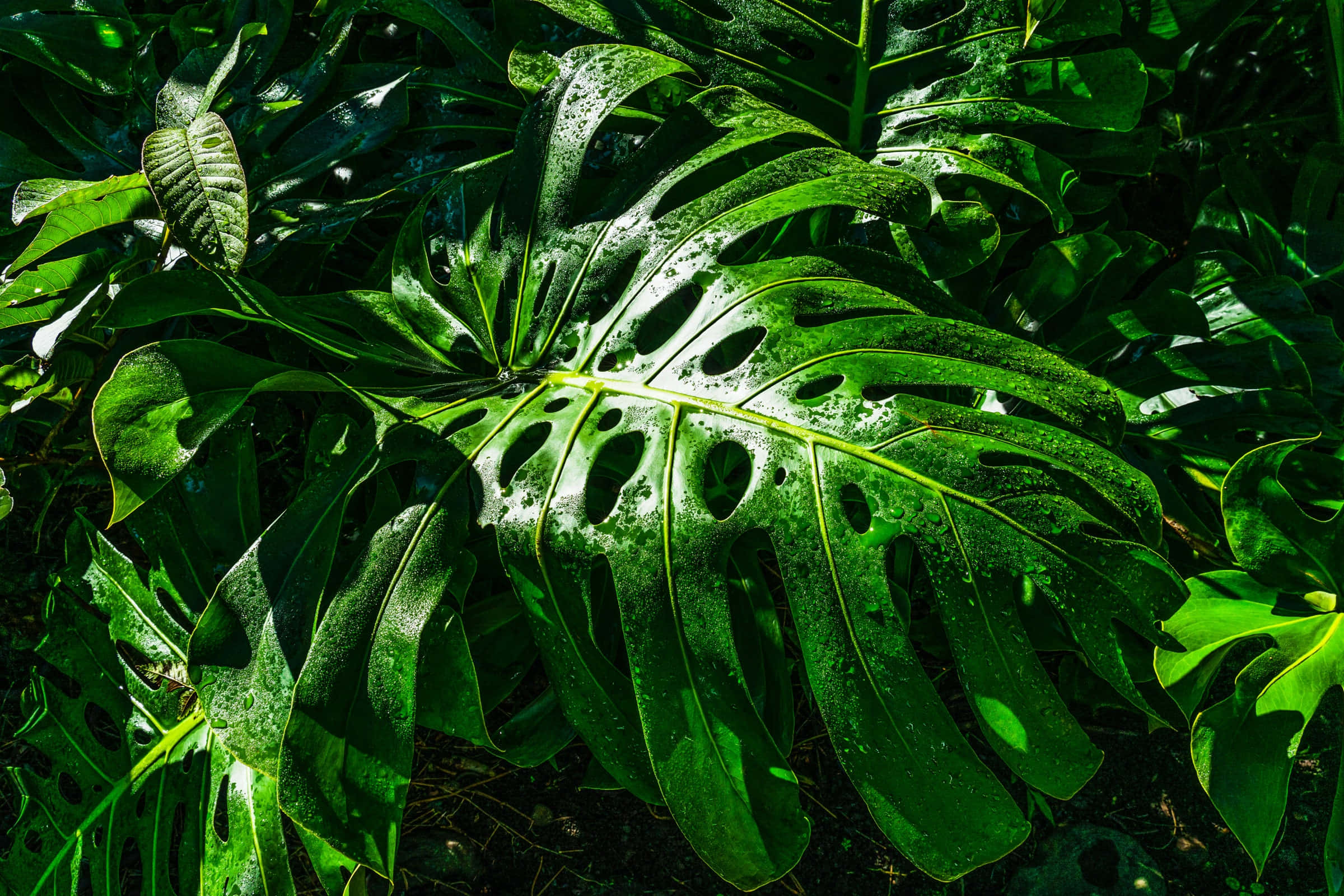 Plant 桌布 壁紙 — 陽光穿過茂密熱帶叢林中閃爍著水滴的鮮綠色龜背竹葉。