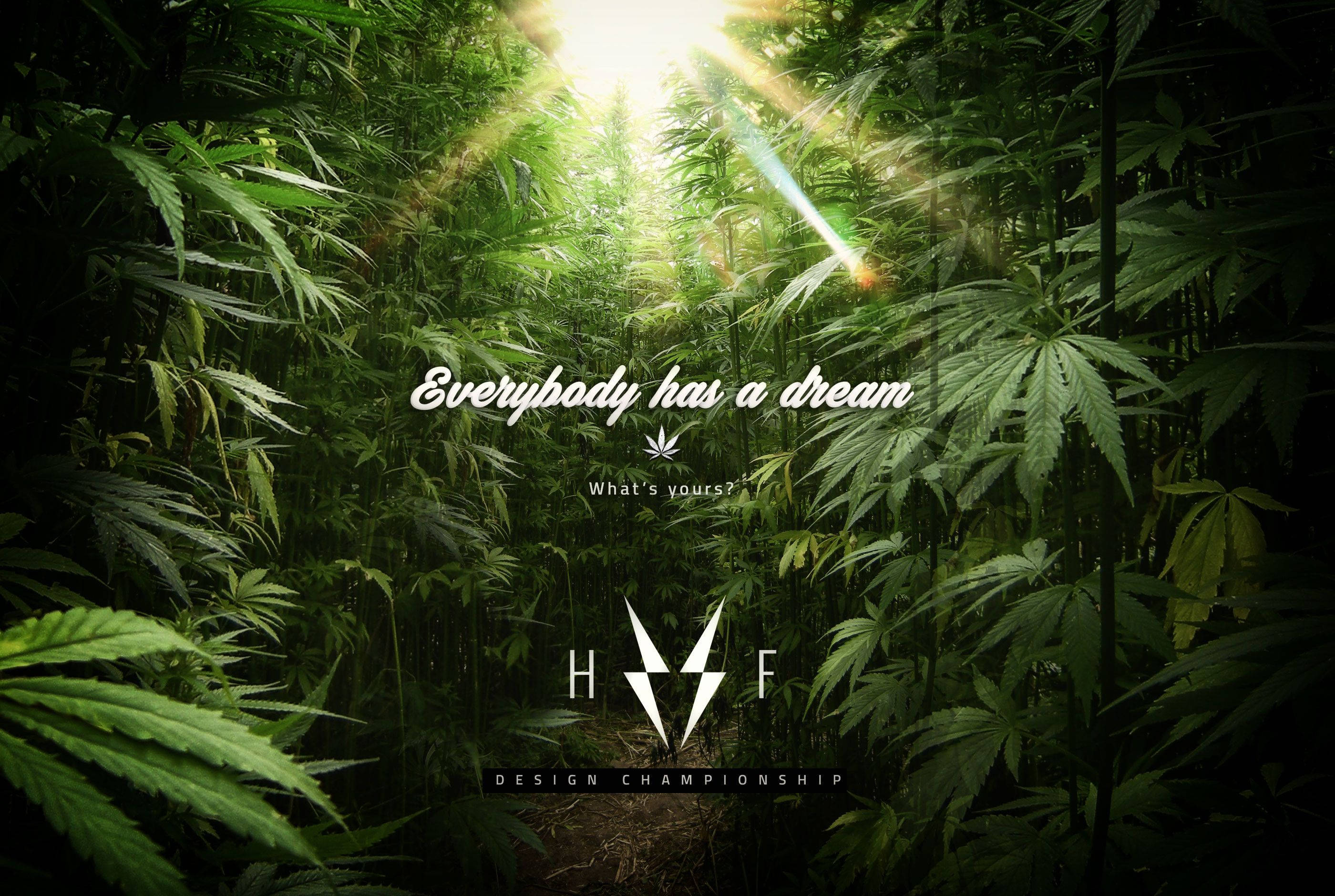 大麻 桌布 壁紙 — 陽光穿過茂密的大麻植物樹冠，照射在鬱鬱蔥蔥的綠色森林中。