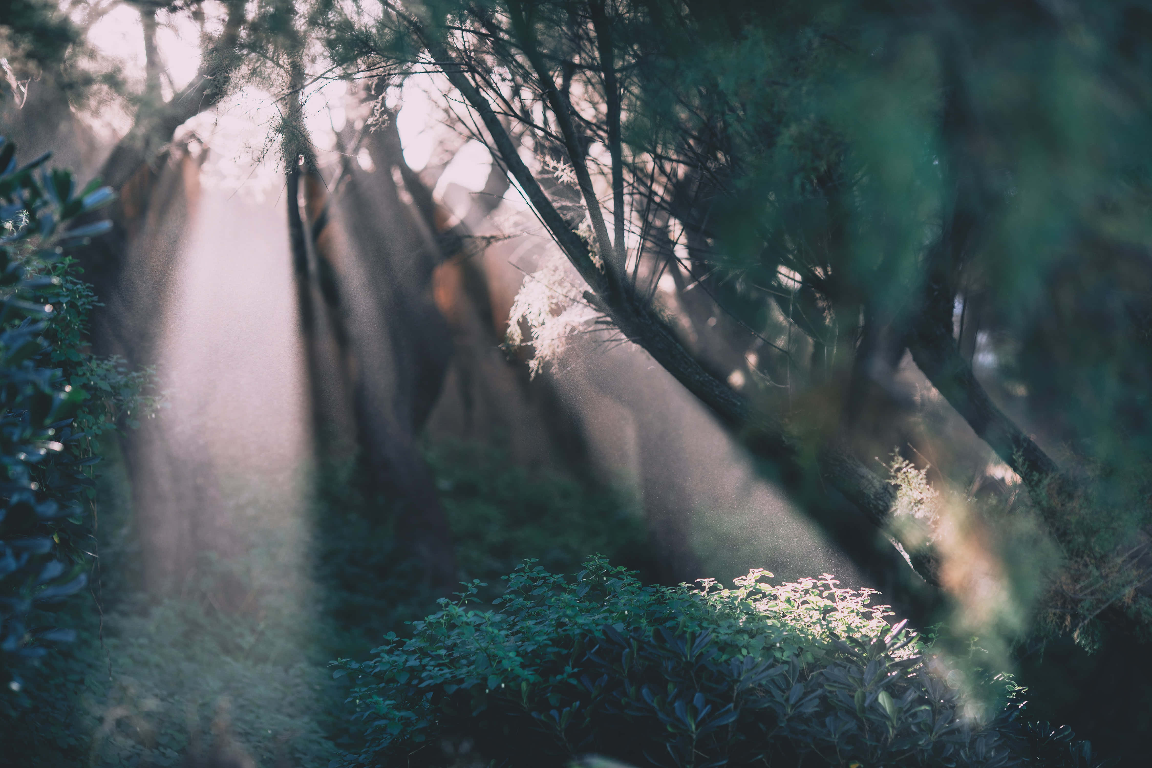 Magical Forest 桌布 壁紙 — 陽光穿過茂密的森林樹冠，在長滿苔蘚的林下植被和纏繞的樹枝上投下空靈的光芒。