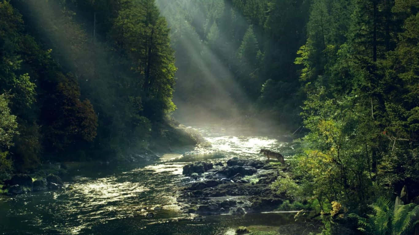 山景 桌布 壁紙 — 陽光穿過茂密的森林樹冠，照亮了霧氣瀰漫的河流，一隻孤狼沿著岩石河岸行走。