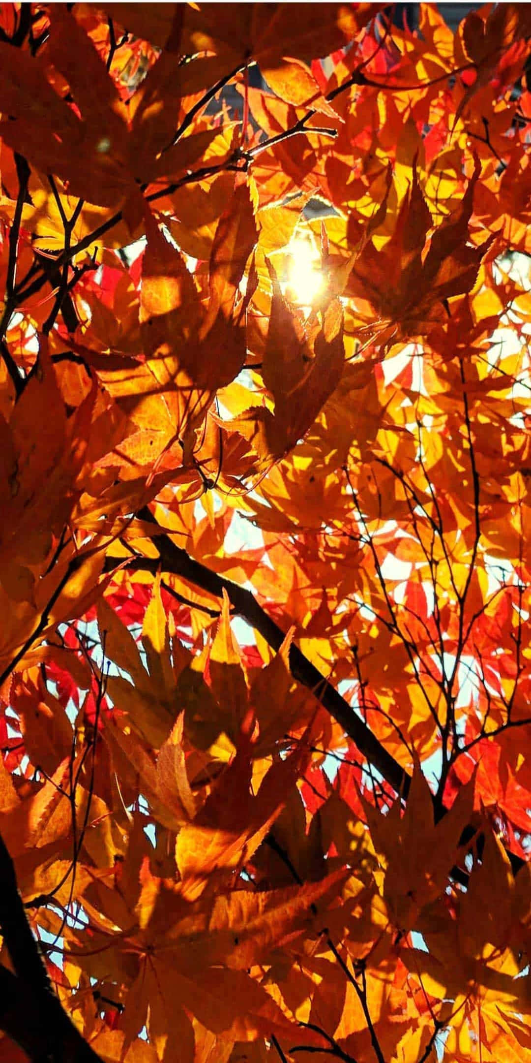 Pixel 3 Fall 桌布 壁紙 — 陽光穿過茂密的火橙色和紅色秋葉樹冠，營造出溫暖發光的效果。