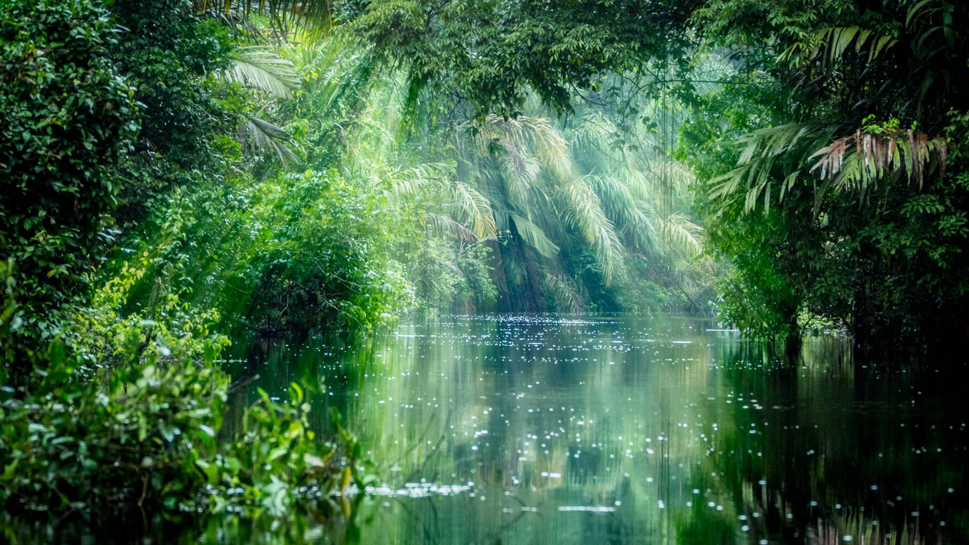 Amazonas 桌布 壁紙 — 陽光穿過茂密的熱帶樹葉，在平靜的叢林河上投射出閃爍的倒影。
