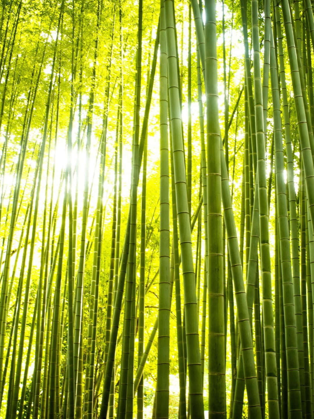 Bamboo Tree 桌布 壁紙 — 陽光穿過茂密的竹林，在高聳纖細的竹莖之間投射出明亮的綠色光線。