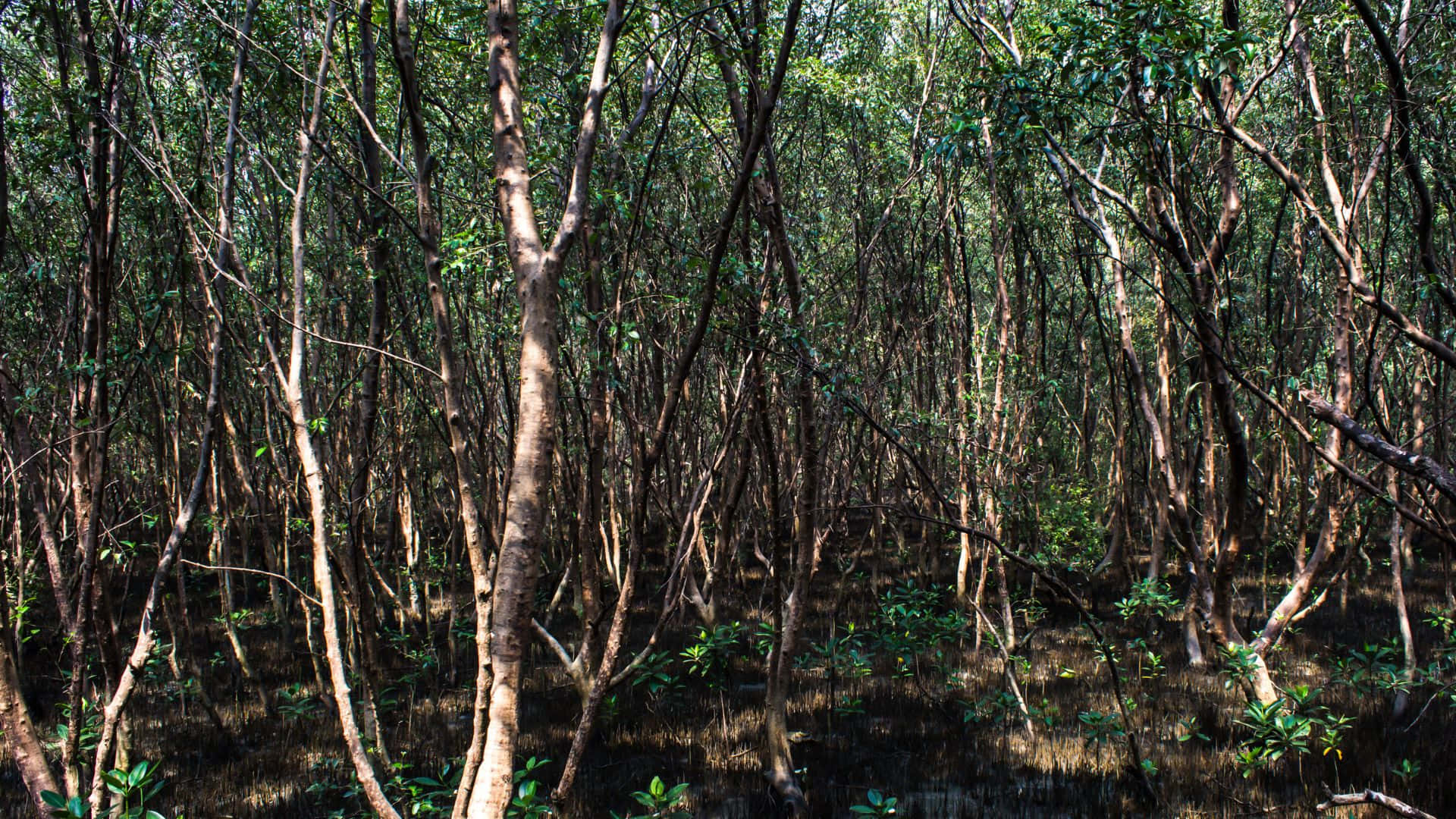 Forest Conservation 桌布 壁紙 — 陽光穿過茂密的紅樹林，在泥濘的森林地面上投下斑駁的陰影。