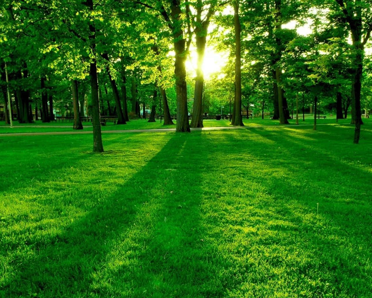 Forest Green 桌布 壁紙 — 陽光穿過茂密的綠樹，在充滿活力的草地公園小徑上投下長長的影子。